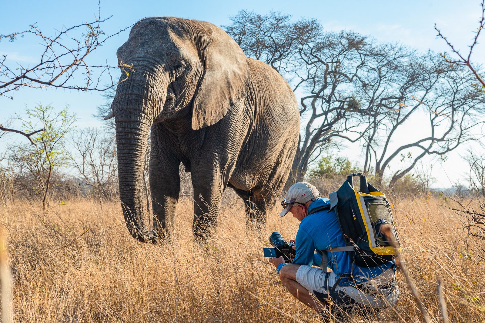 James Kenning working at ground level near an elephant, Zimbabwe