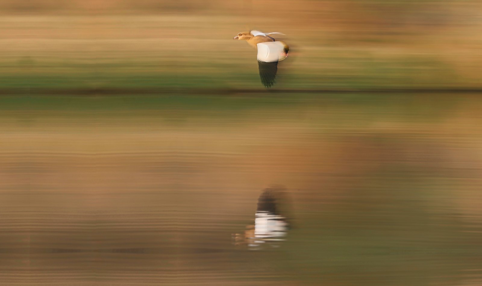 Egyptian goose in flight, panned at slow shutter so the water and bank dissolve into horizontal bands of ochre and green, with the bird's reflection below, Zimbabwe