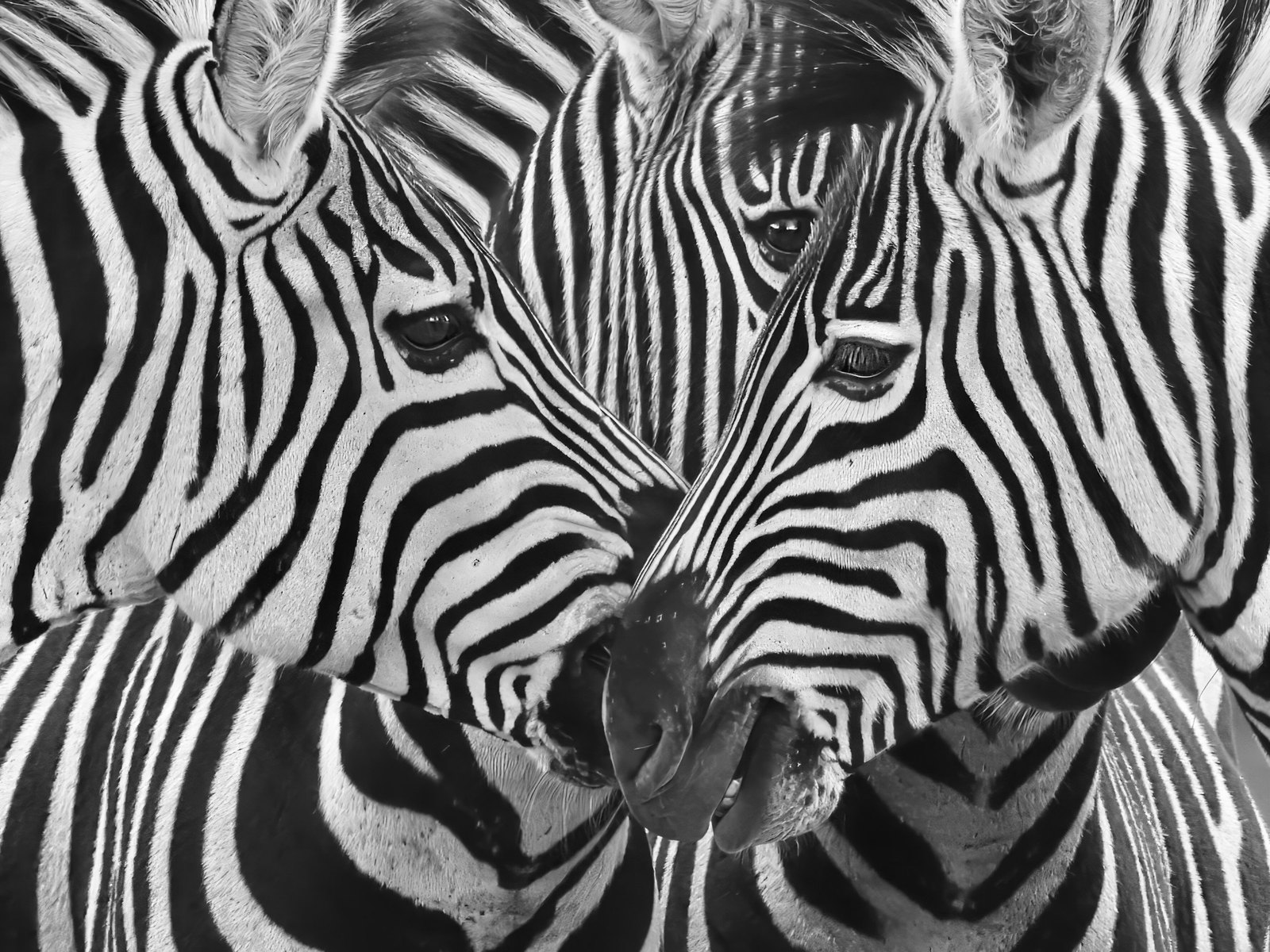 Interlock — three plains zebras pressed together so their stripes merge into a single black-and-white pattern, two muzzles touching at the centre