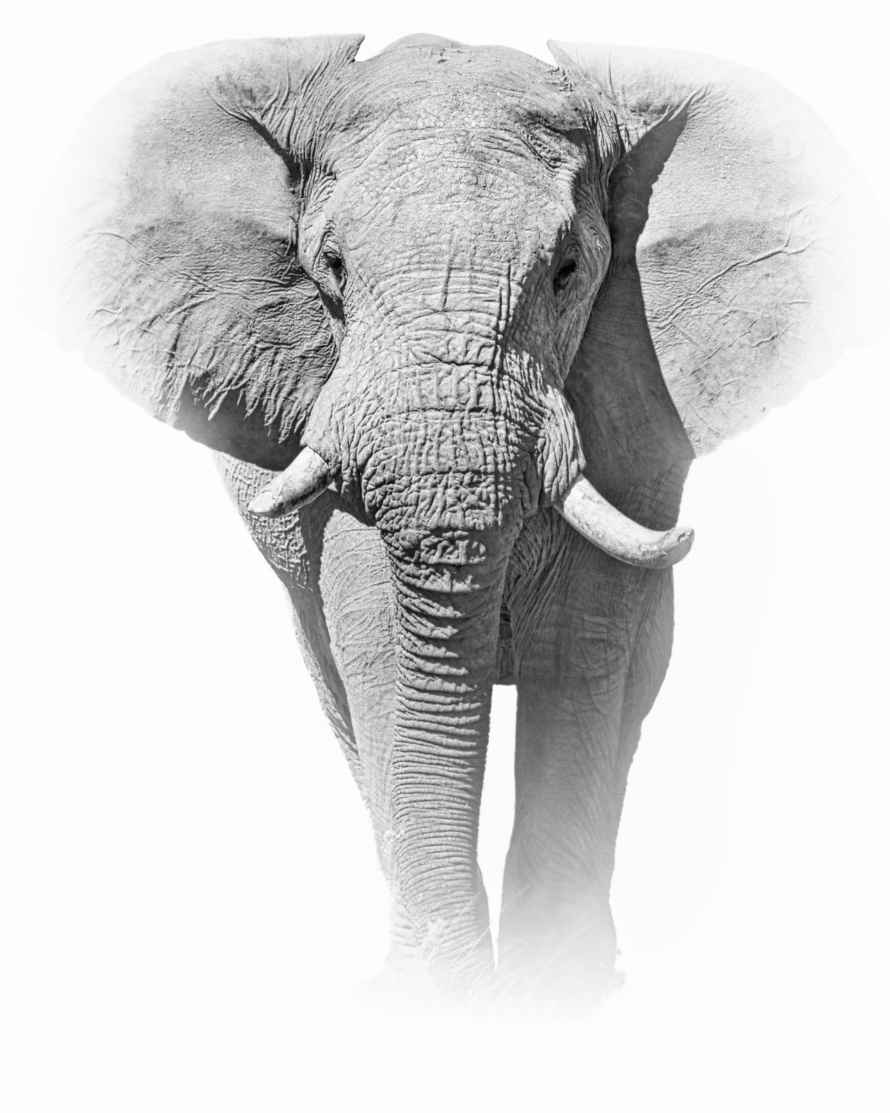 Emergence — African elephant walking head-on out of a white high-key background, Savuti, Botswana