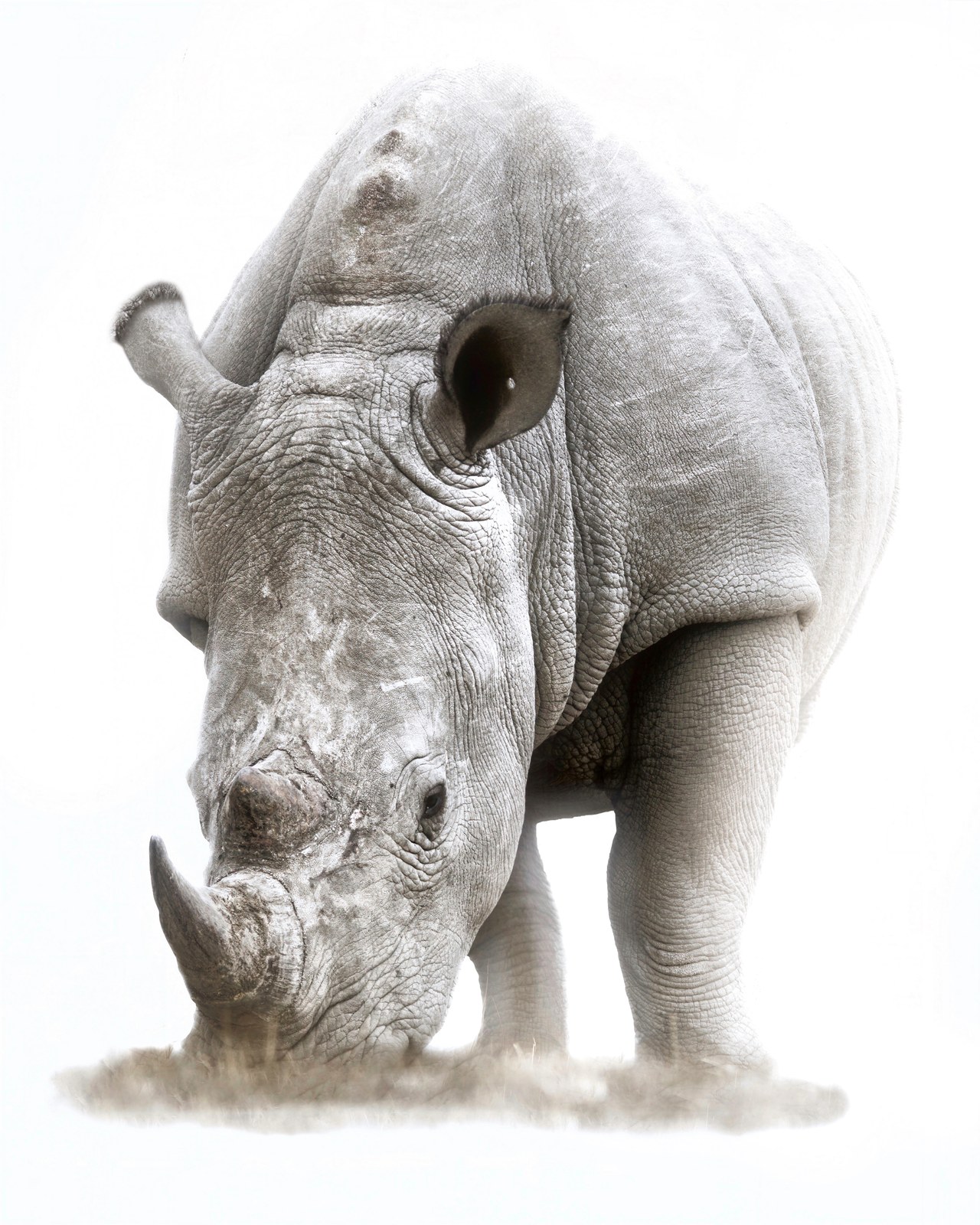 White Grazer — white rhinoceros grazing head-on against a bright high-key background, southern Africa