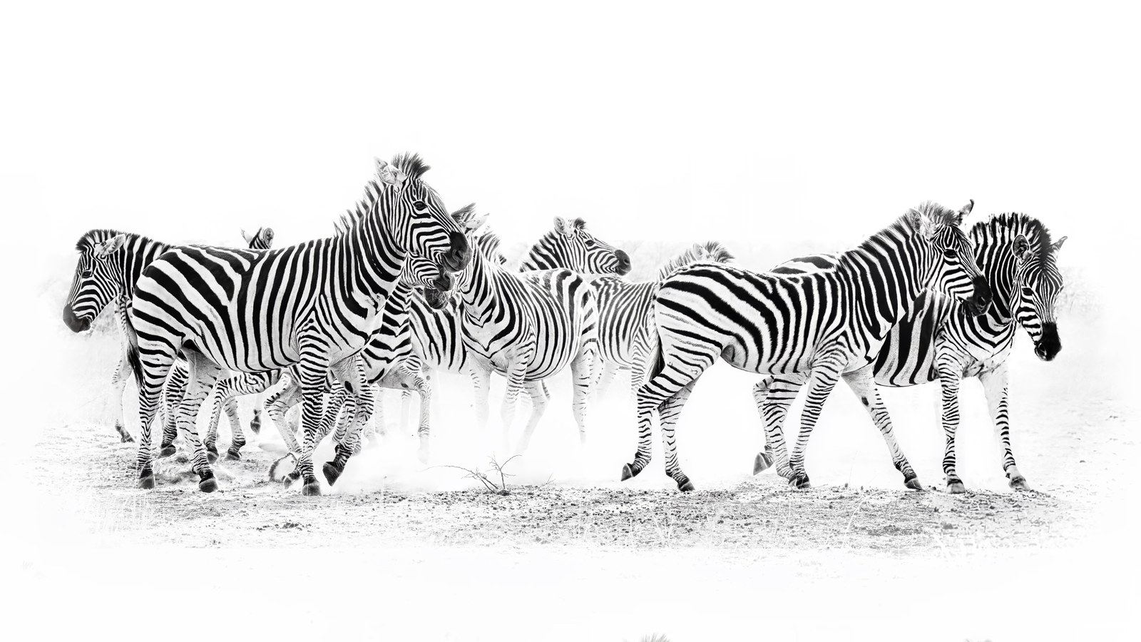 Zebras in the Dust — a herd of zebras jostling through dust on a bright high-key plain