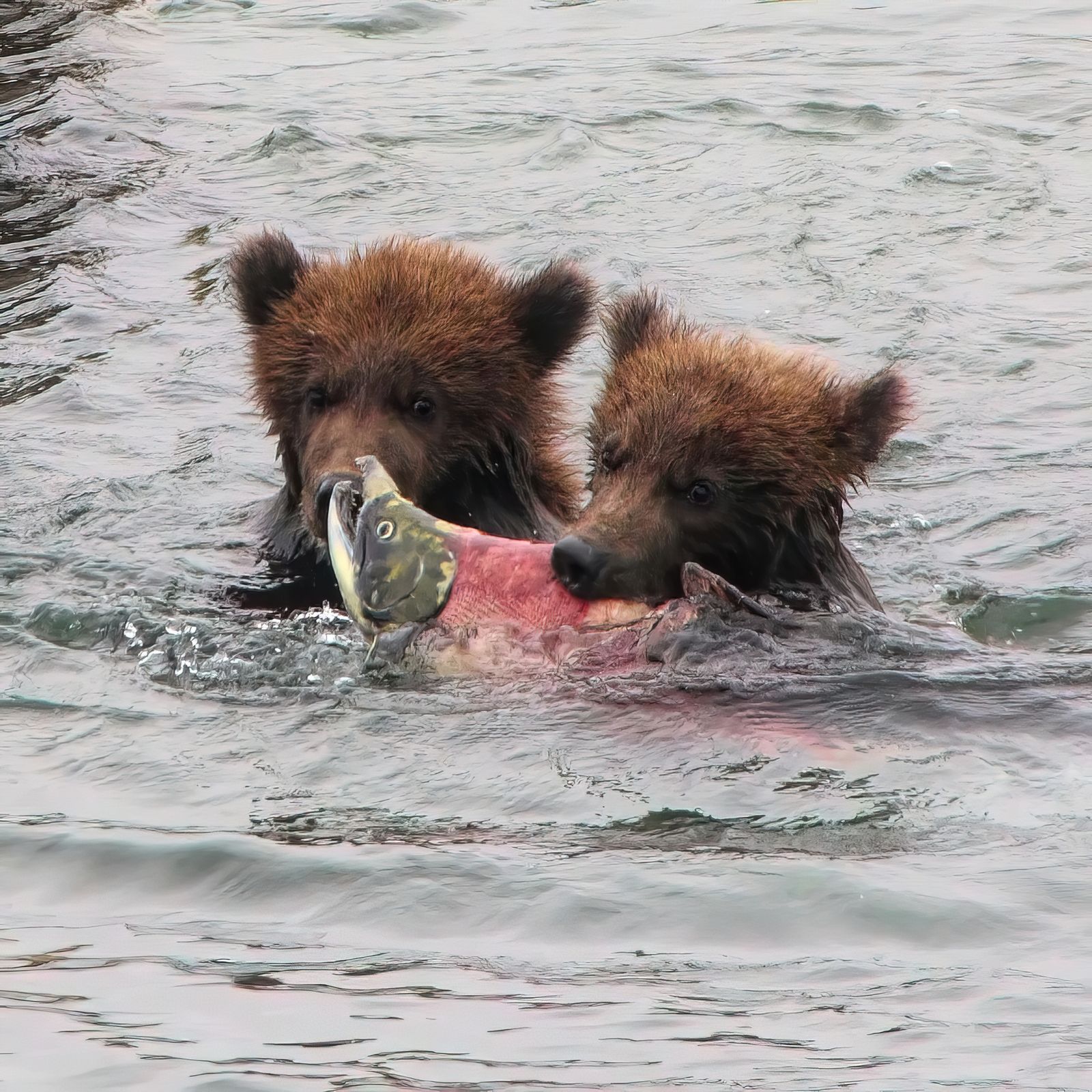 Alaska