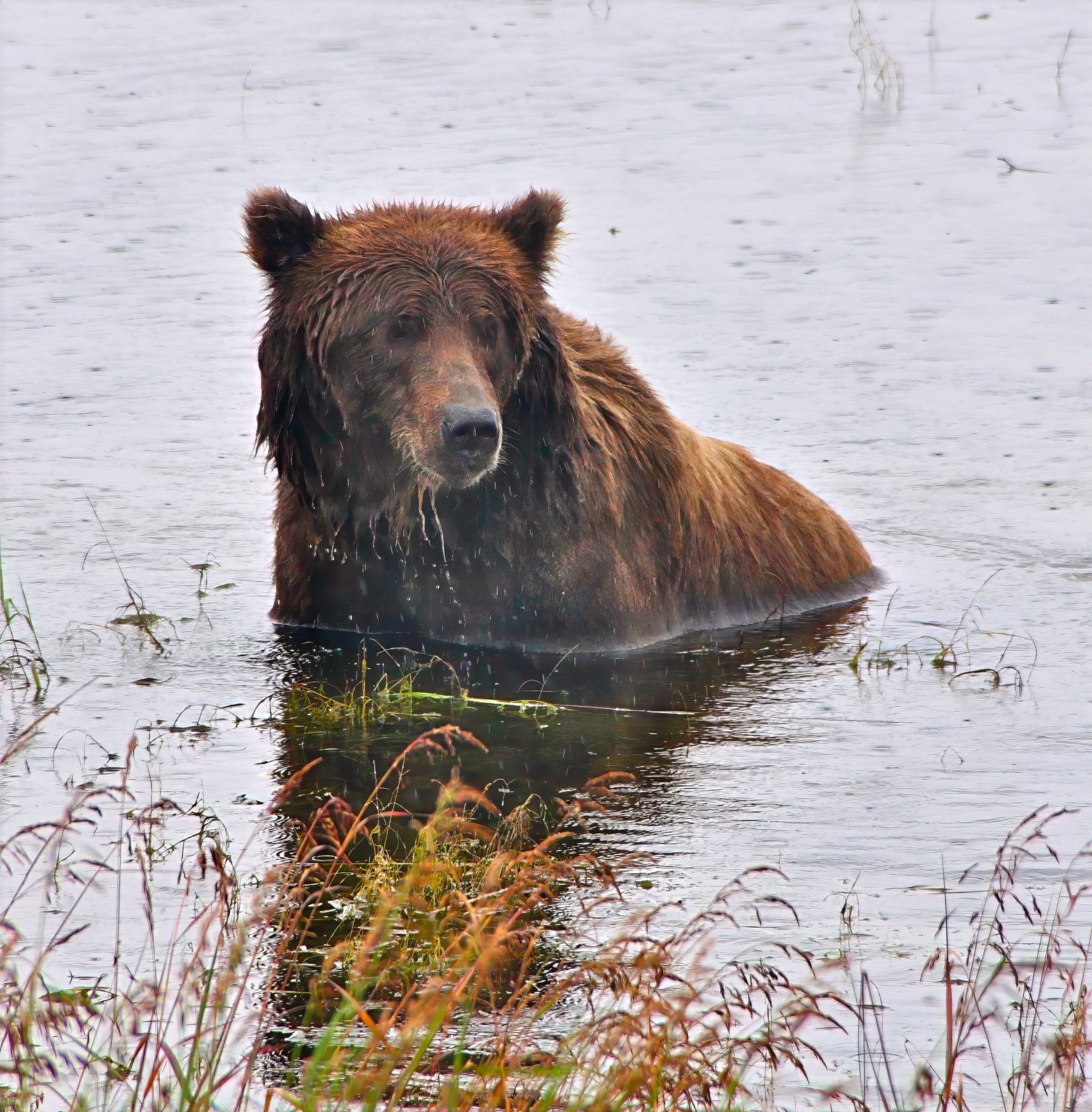 Brown bear, chest-deep in the shallows, Kenai Peninsula, Alaska