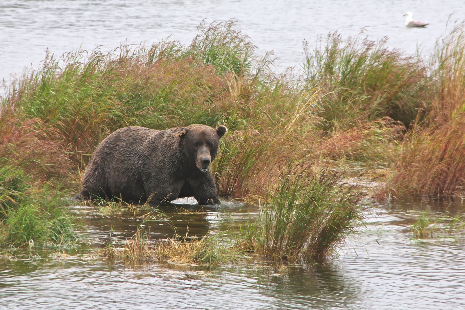 Brown bear wading, gull overhead, Kenai Peninsula, Alaska