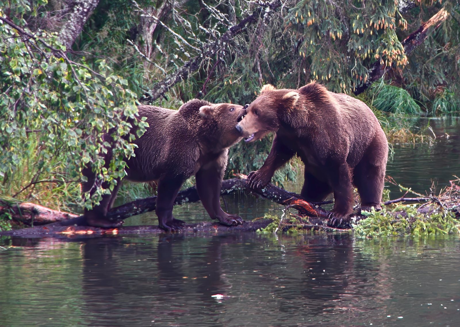 Brown bears sparring, Kenai Peninsula, Alaska