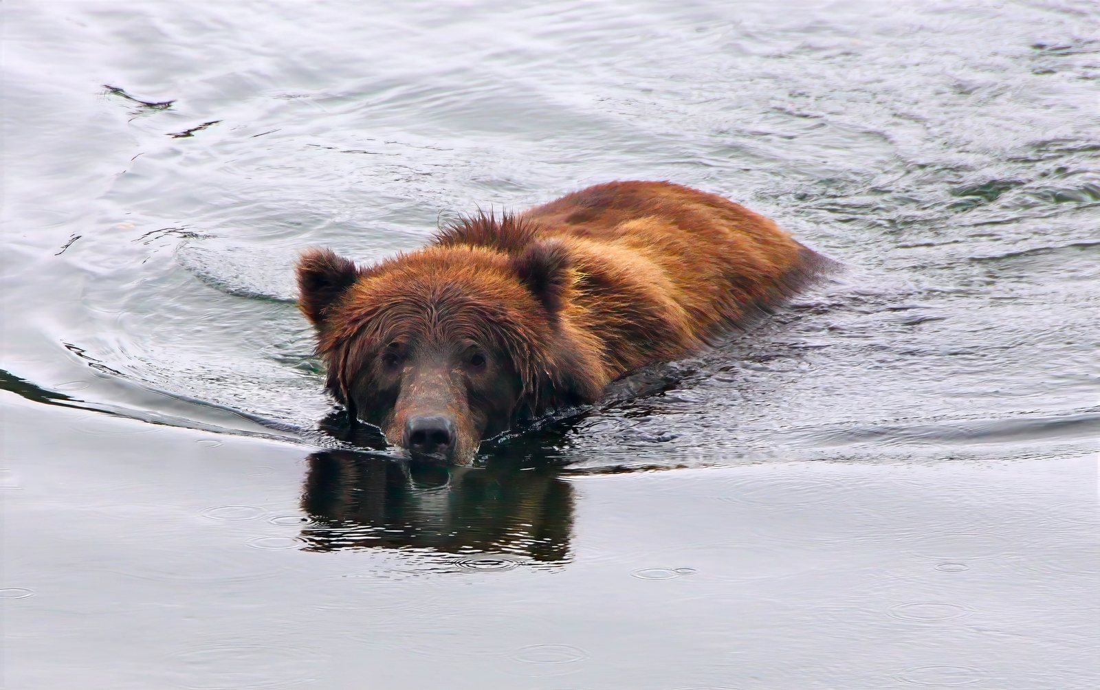 Brown bear swimming toward camera, Kenai Peninsula, Alaska