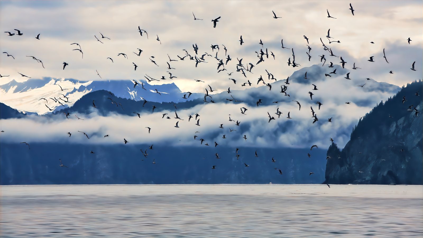 Seabird flock over the fjord, Kenai Peninsula, Alaska