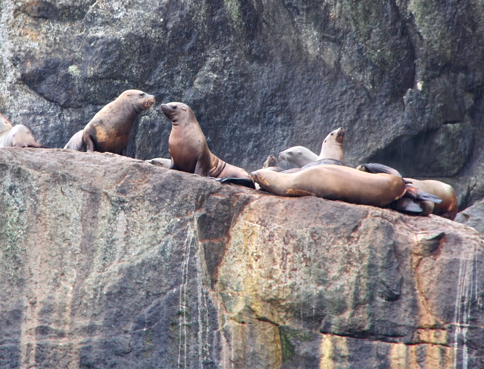 Steller sea lions, hauled out, Kenai Peninsula, Alaska