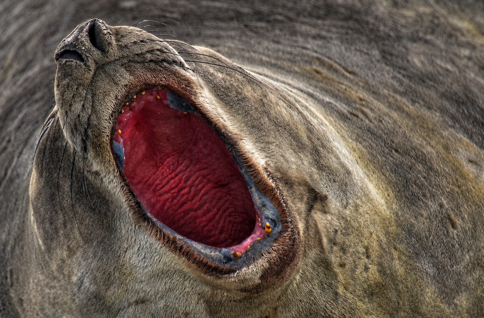 Southern elephant seal, Antarctic Peninsula