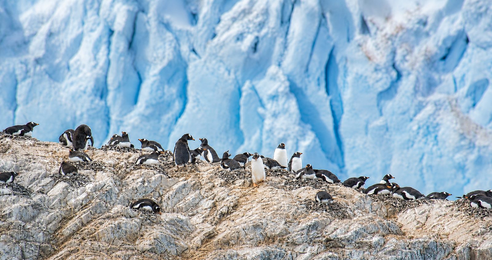 Gentoo penguin colony, Antarctic Peninsula