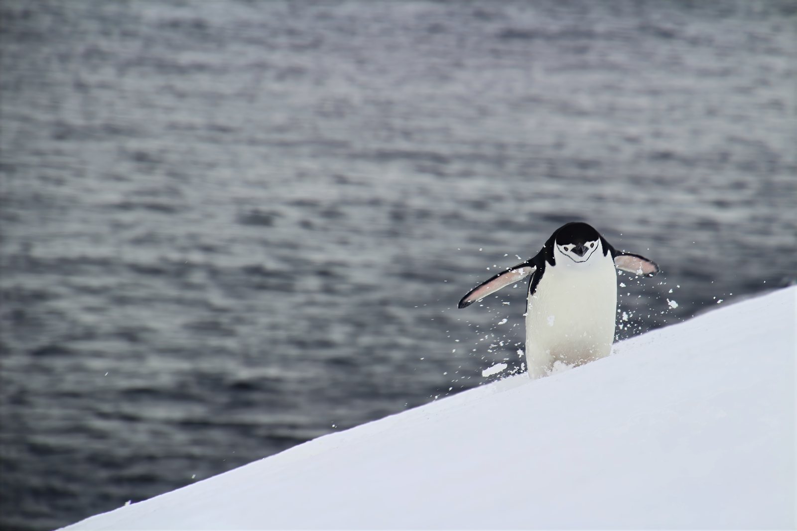 Chinstrap penguin climbing a snow slope, Antarctic Peninsula