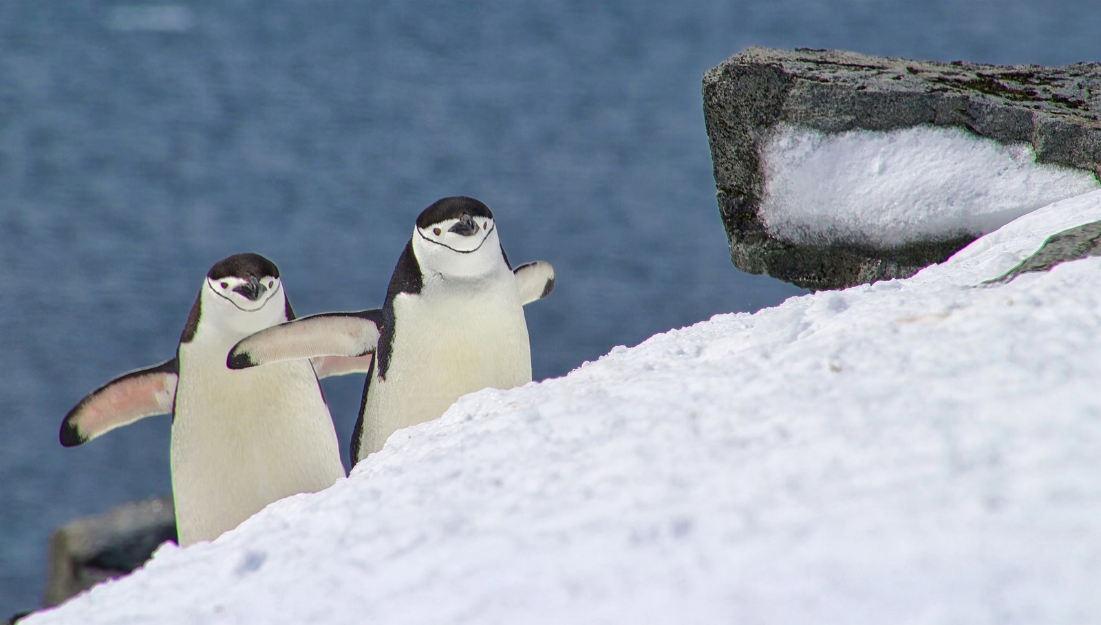 Two chinstrap penguins climbing a snow slope beside a rock, flippers out, Antarctic Peninsula