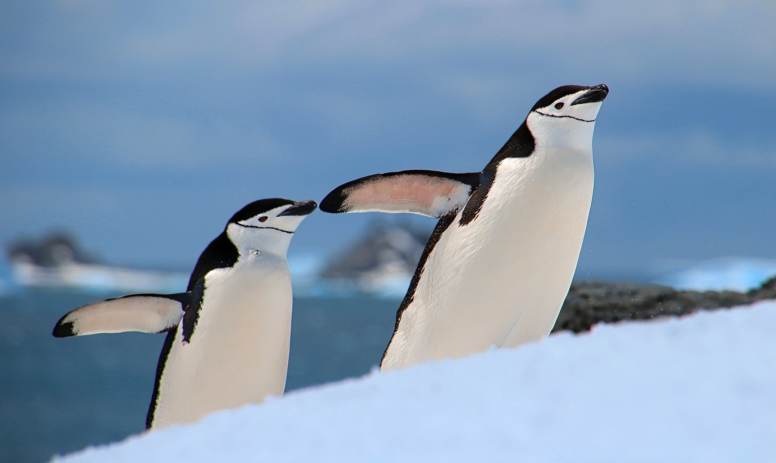 Two chinstrap penguins cresting a snow slope, Antarctic Peninsula