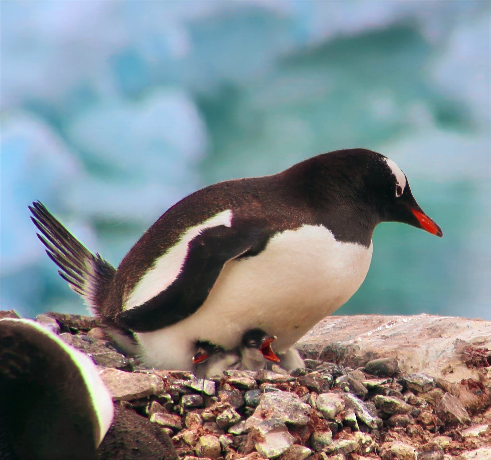 Gentoo penguin adult feeding two chicks, Antarctic Peninsula