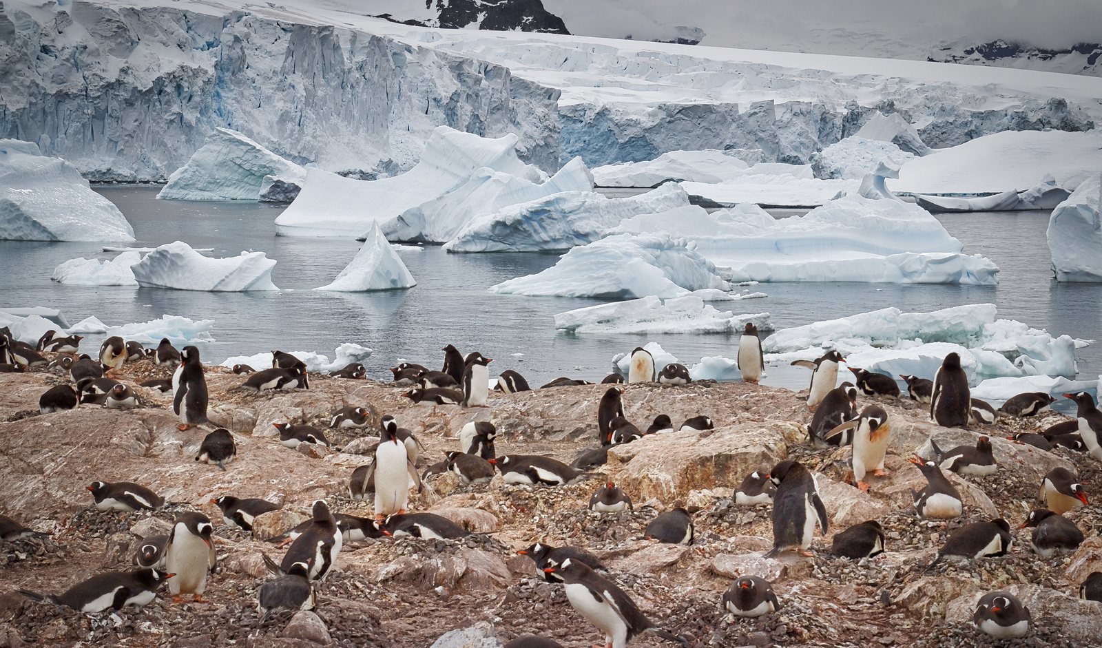 Gentoo penguin colony beneath a glacier, Antarctic Peninsula