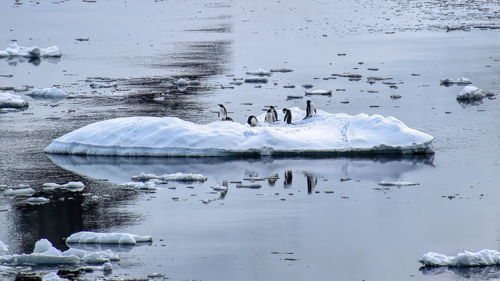 Gentoo penguins adrift on an ice floe, Antarctic Peninsula