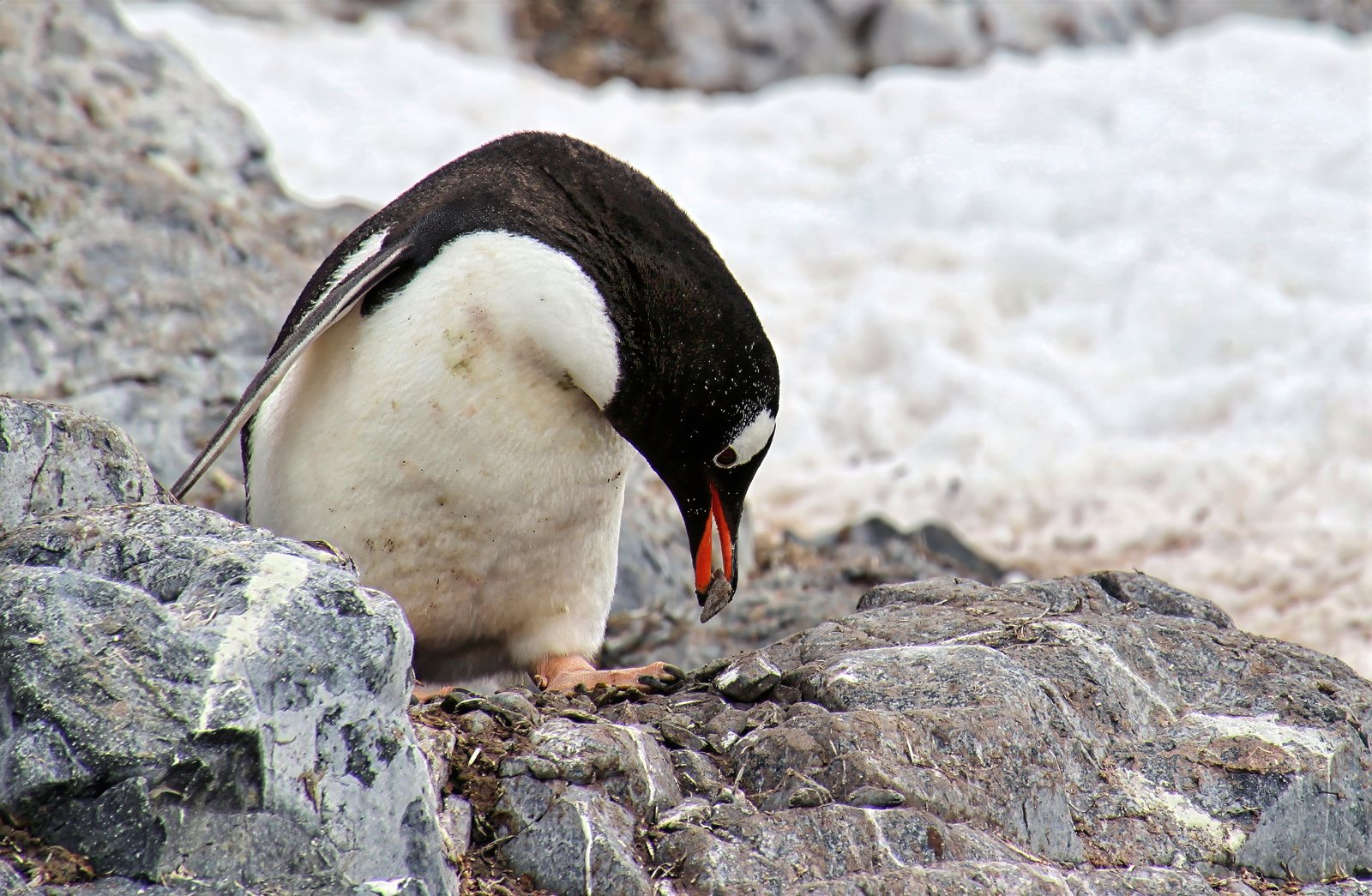 Gentoo penguin nest-building with a pebble, Antarctic Peninsula