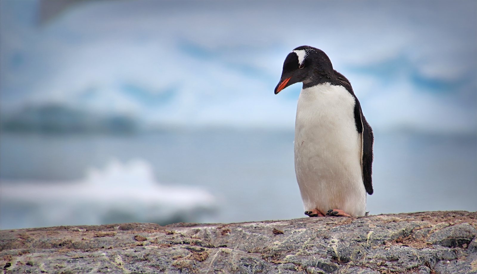 Gentoo penguin portrait, iceberg beyond, Antarctic Peninsula
