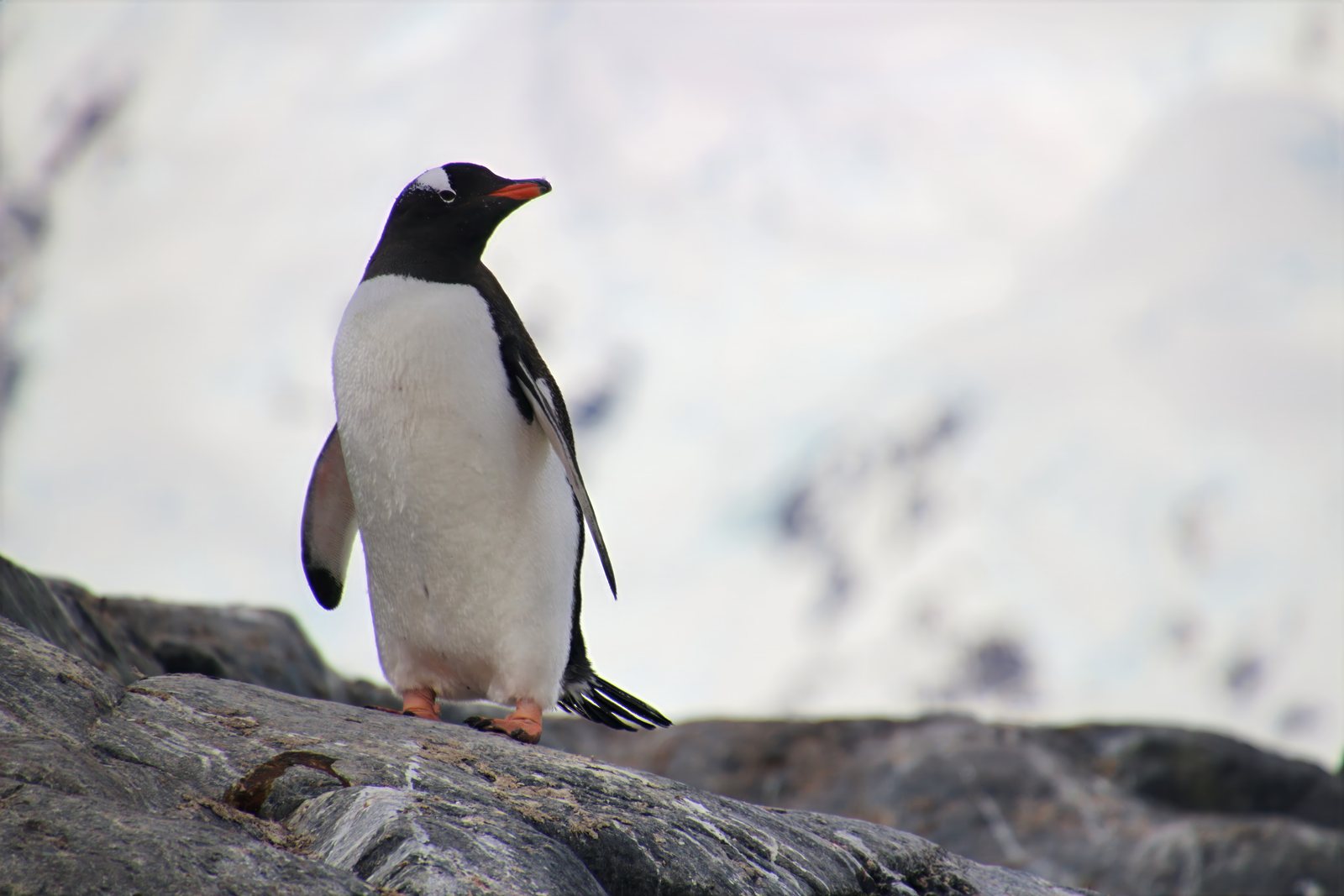Gentoo penguin, profile portrait, Antarctic Peninsula