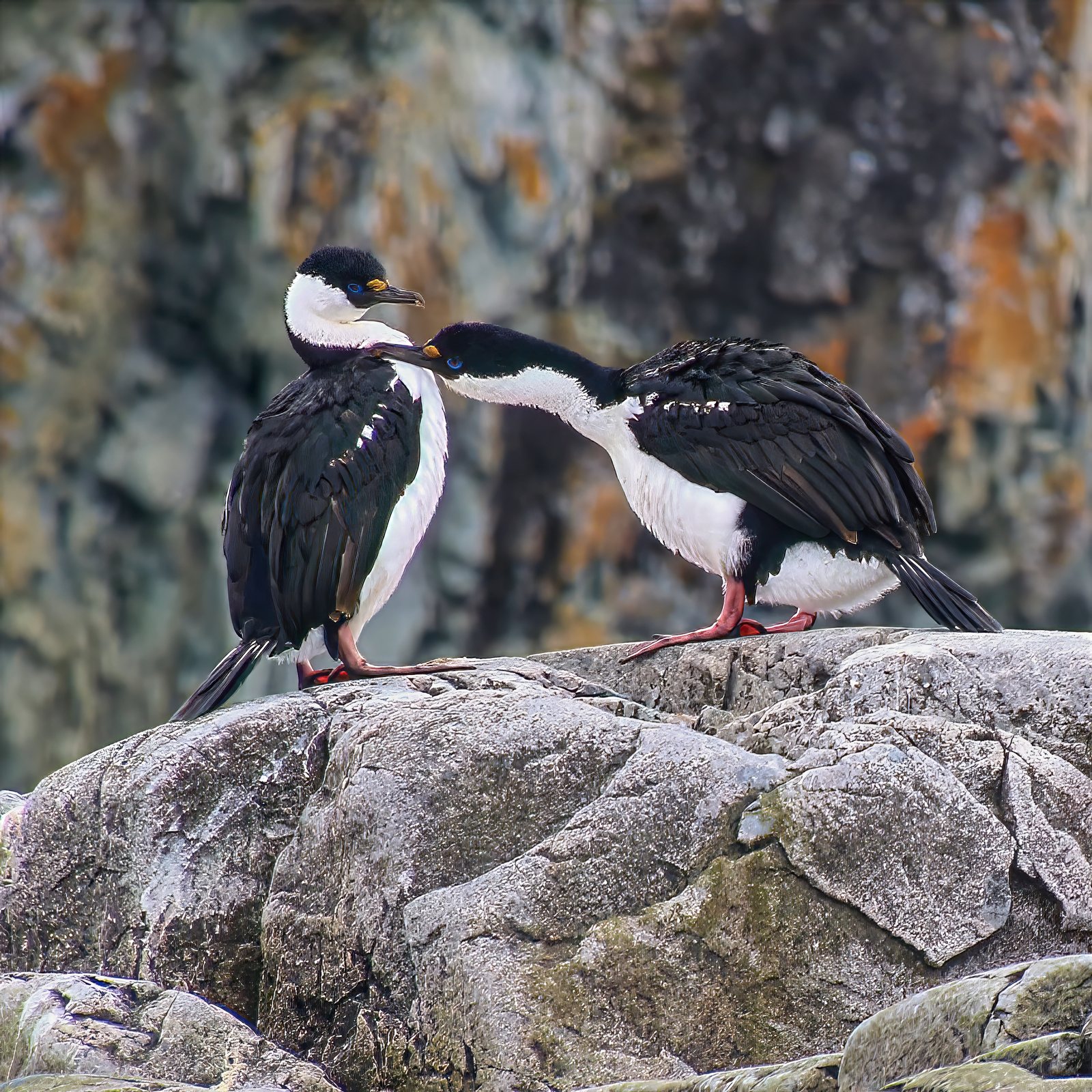 Blue-eyed shags, a courting pair, Antarctic Peninsula
