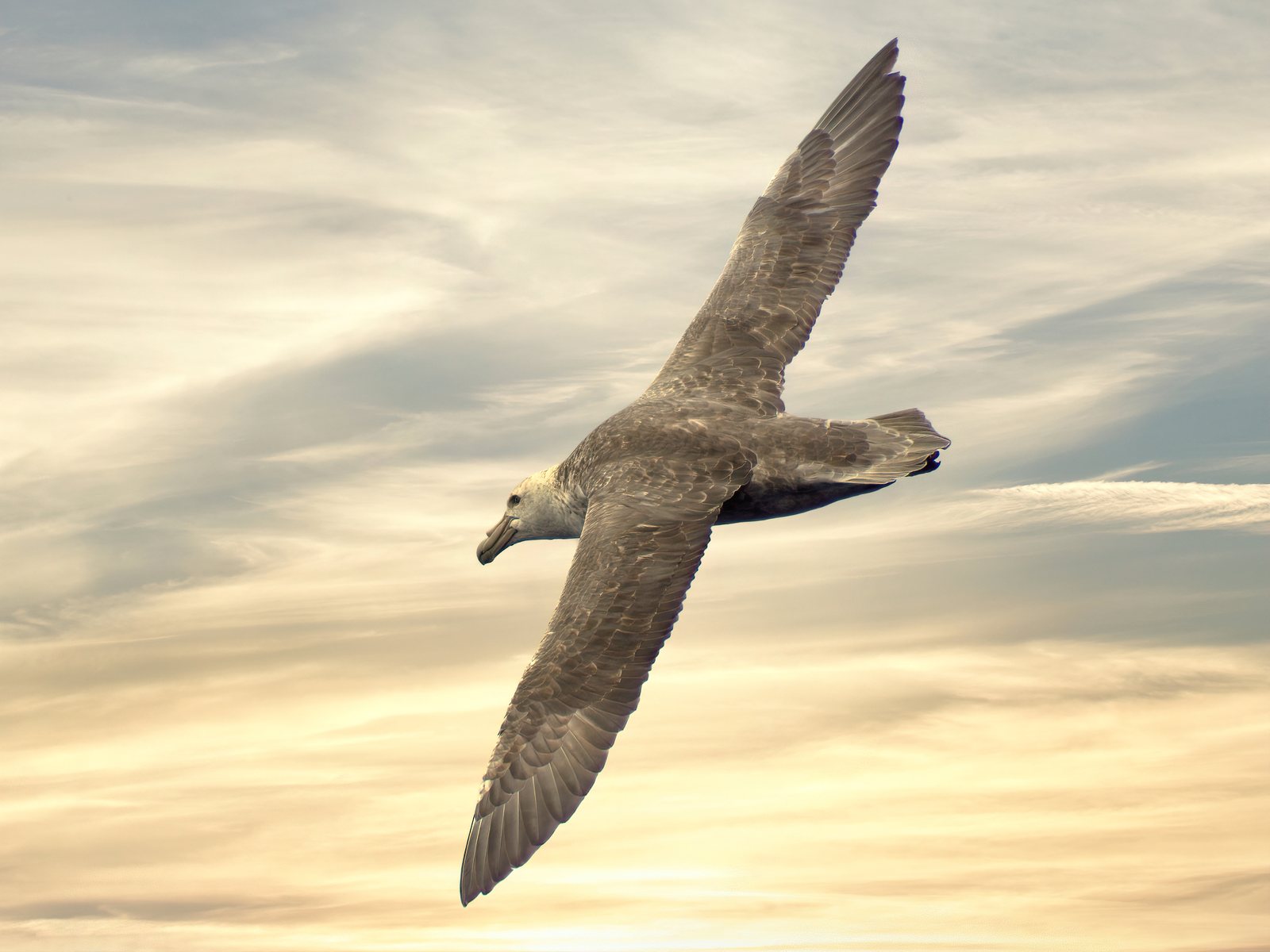 Southern giant petrel in flight, Antarctic Peninsula