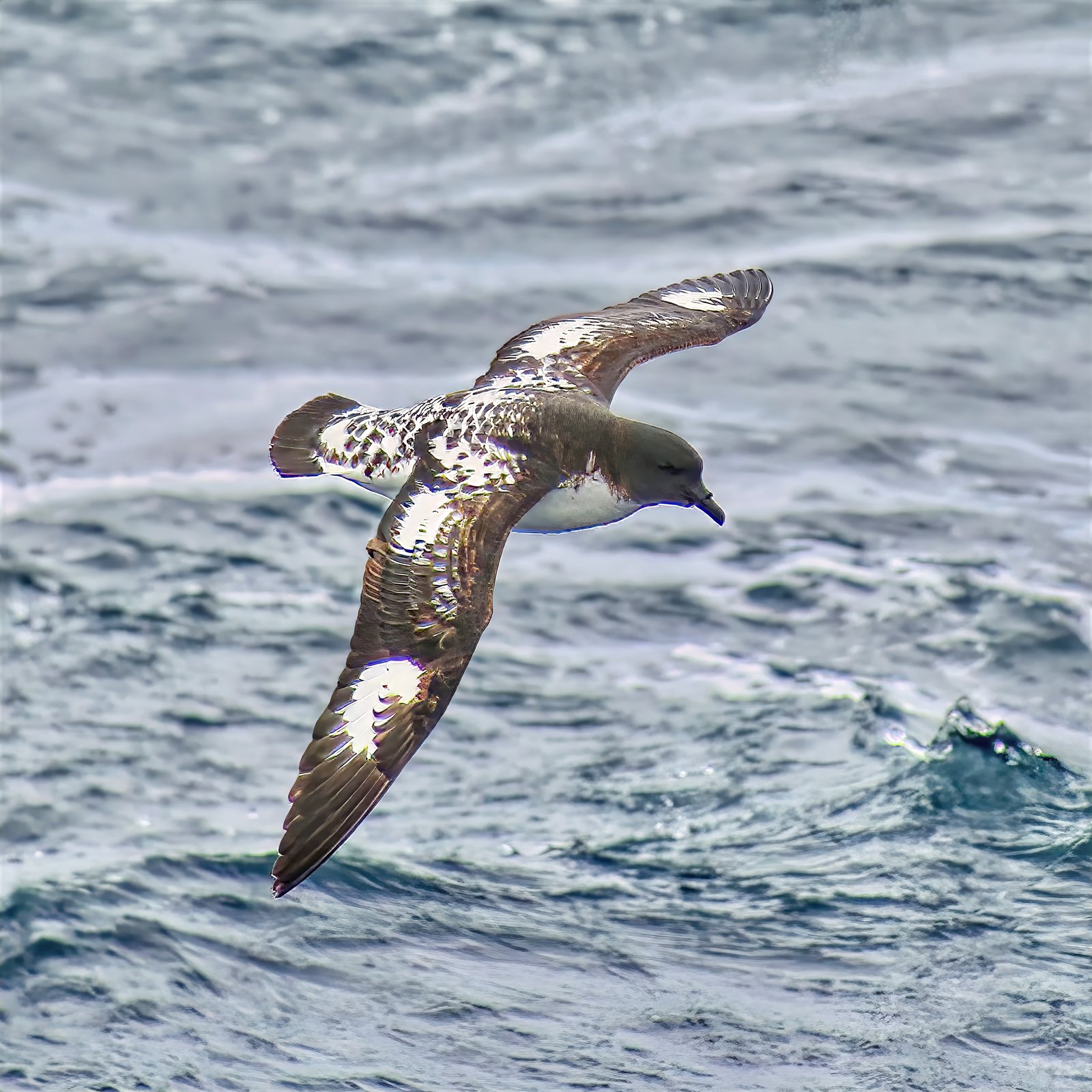 Petrel in flight over open water, Antarctic Peninsula