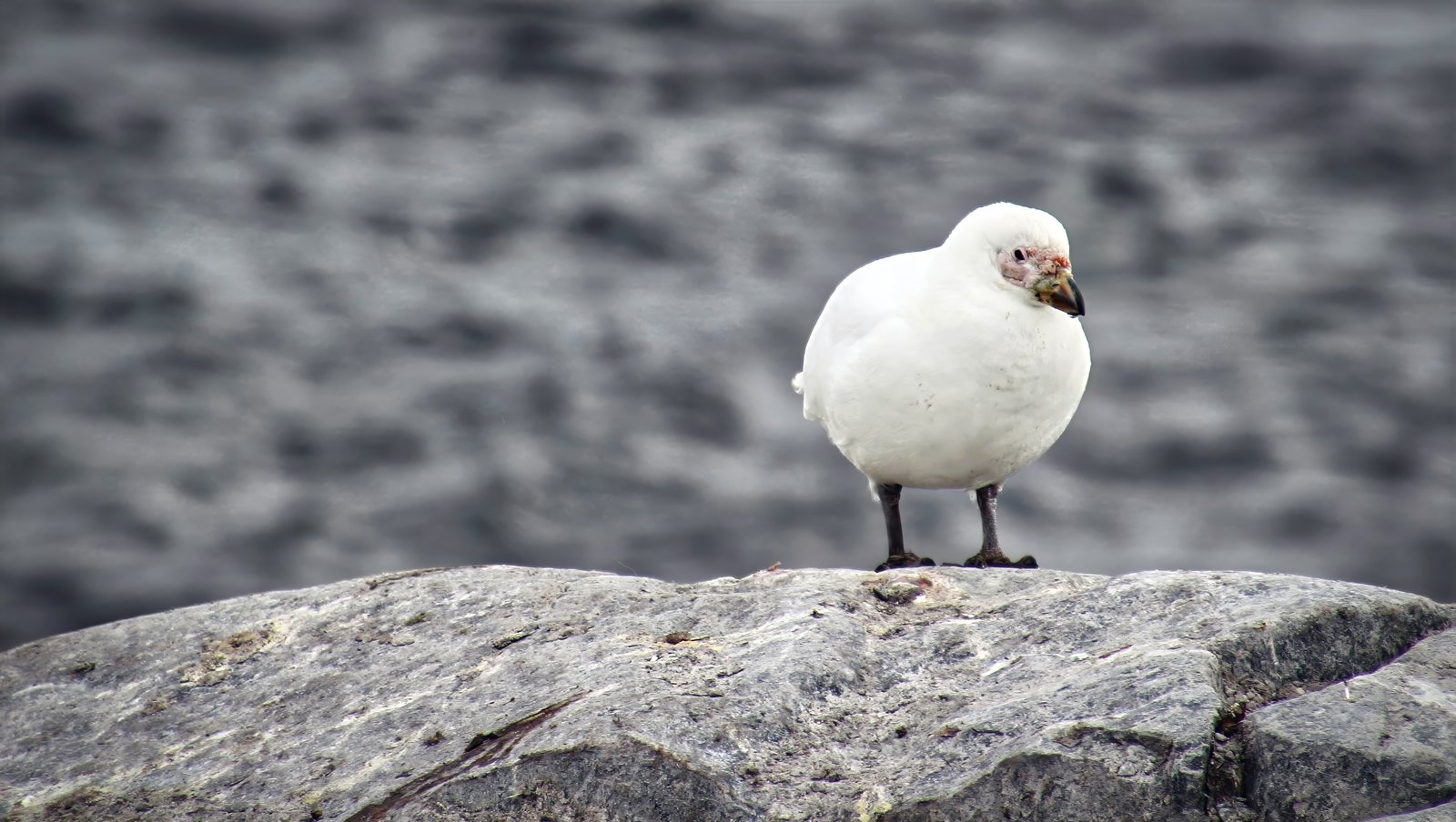 Snowy sheathbill, Antarctic Peninsula