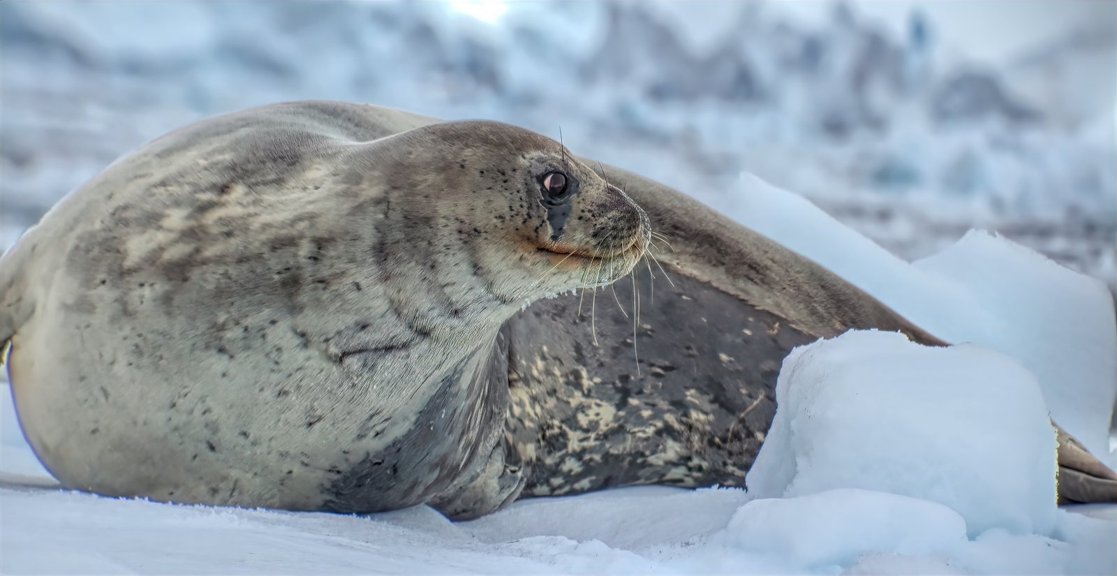 Weddell seal portrait, Antarctic Peninsula