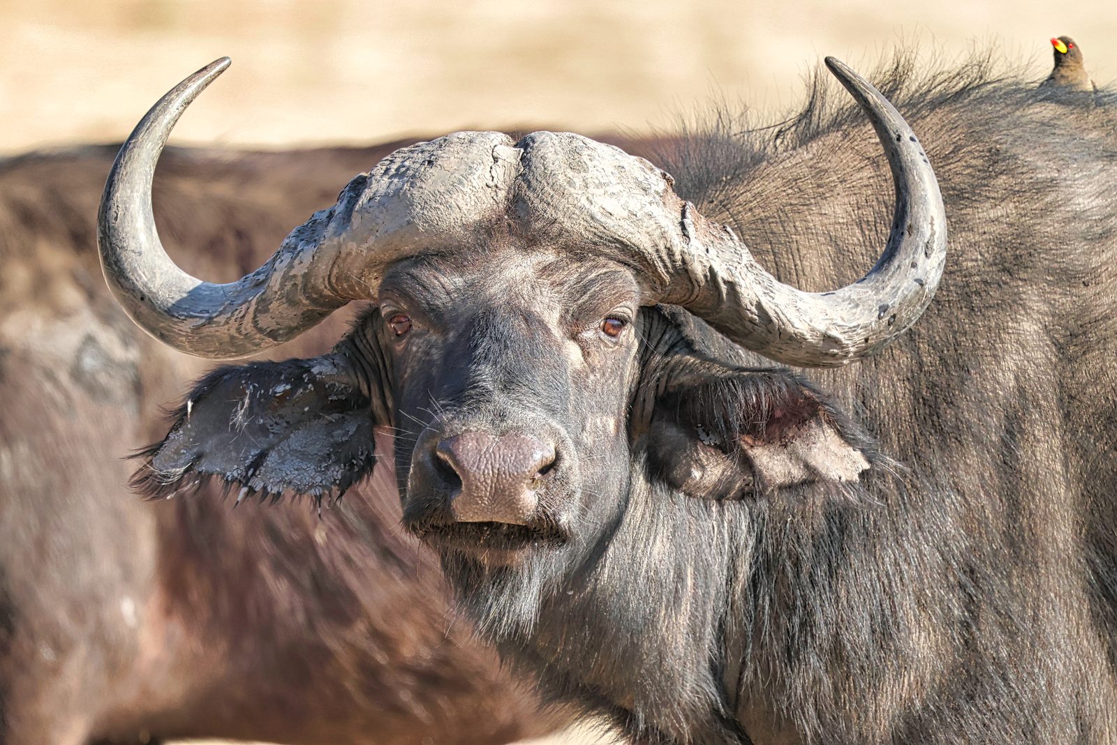 Buffalo portrait, mud-caked horns, oxpecker, Botswana