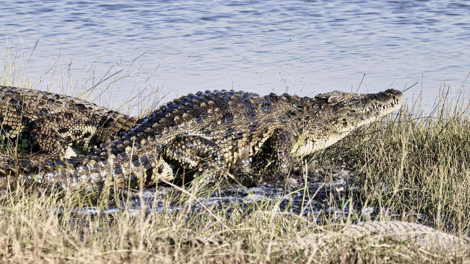 Crocodile lunging through grass, Botswana