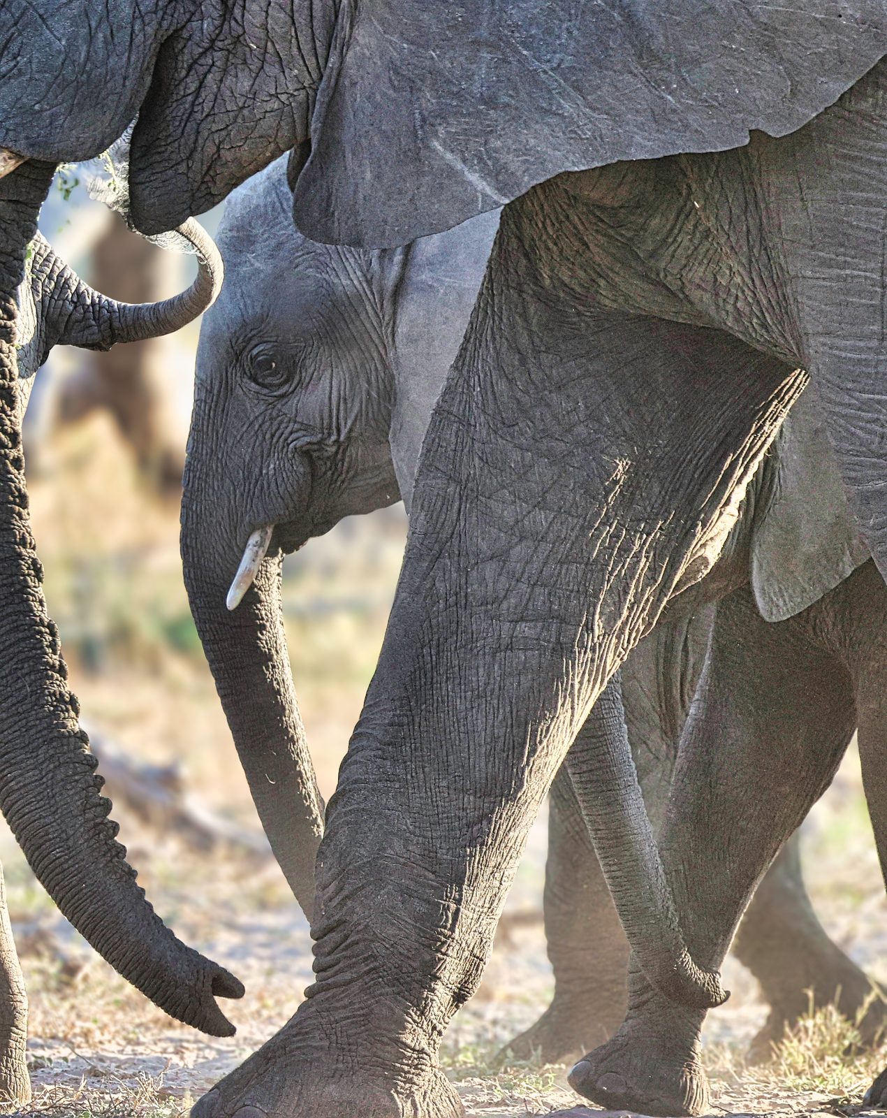 Elephant calf, sheltered beneath the herd, Botswana