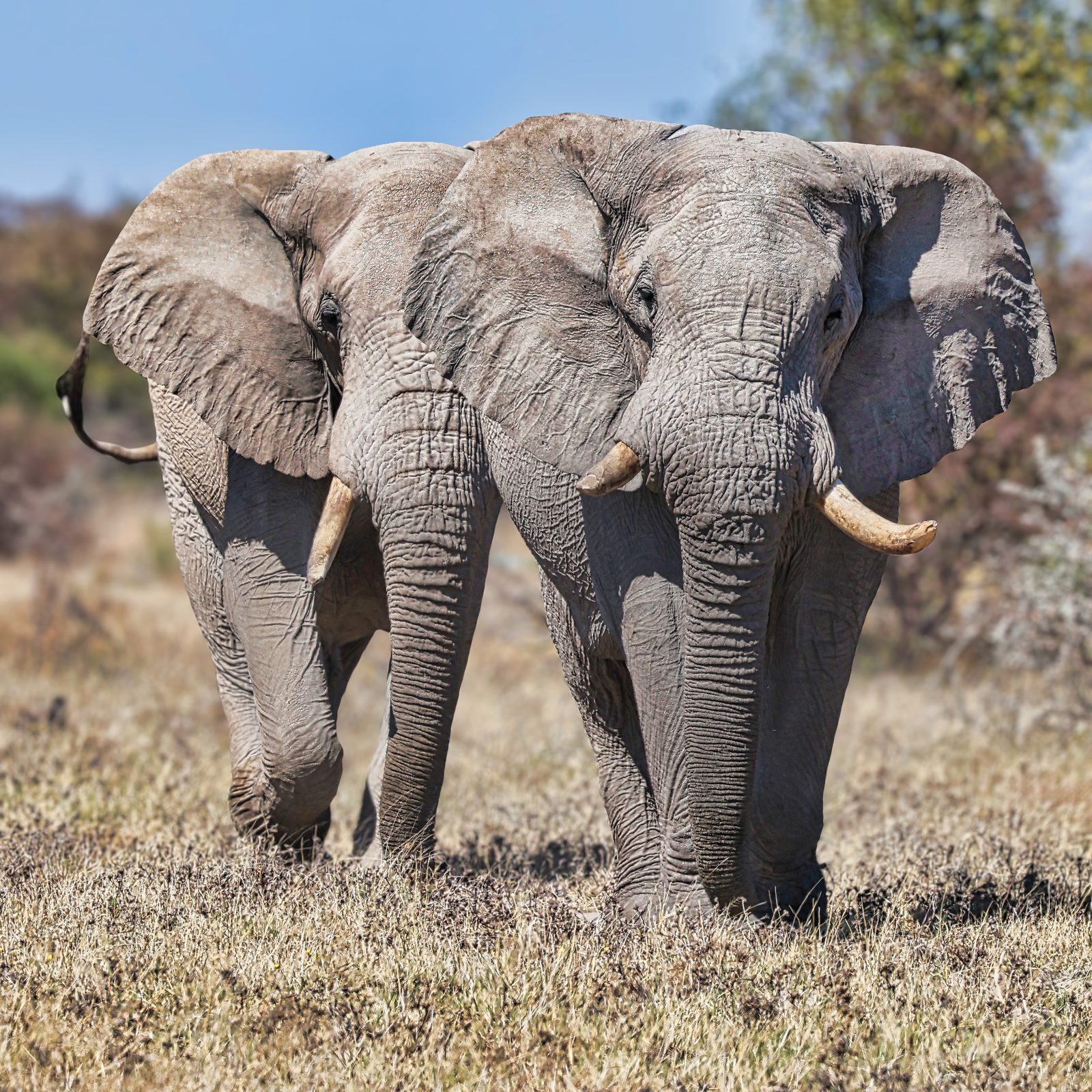 Two elephants, front-on, walking in tandem, Botswana