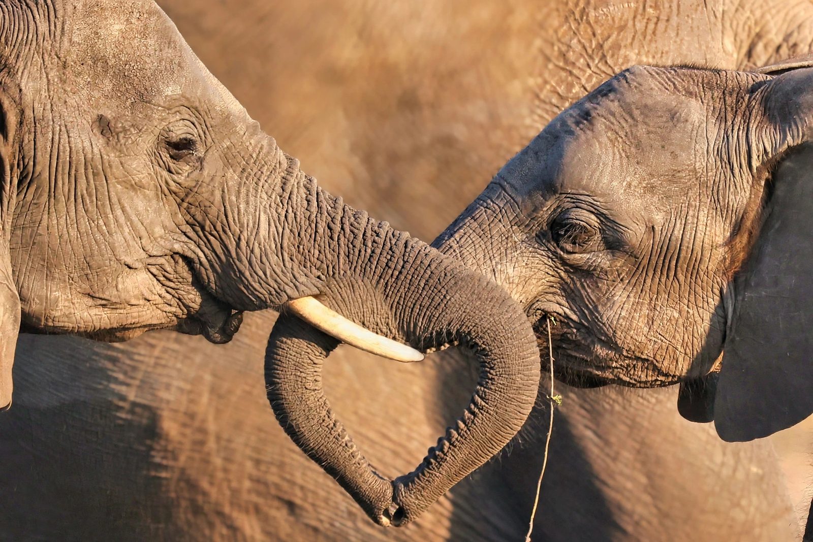 Elephants, trunks entwined, Botswana