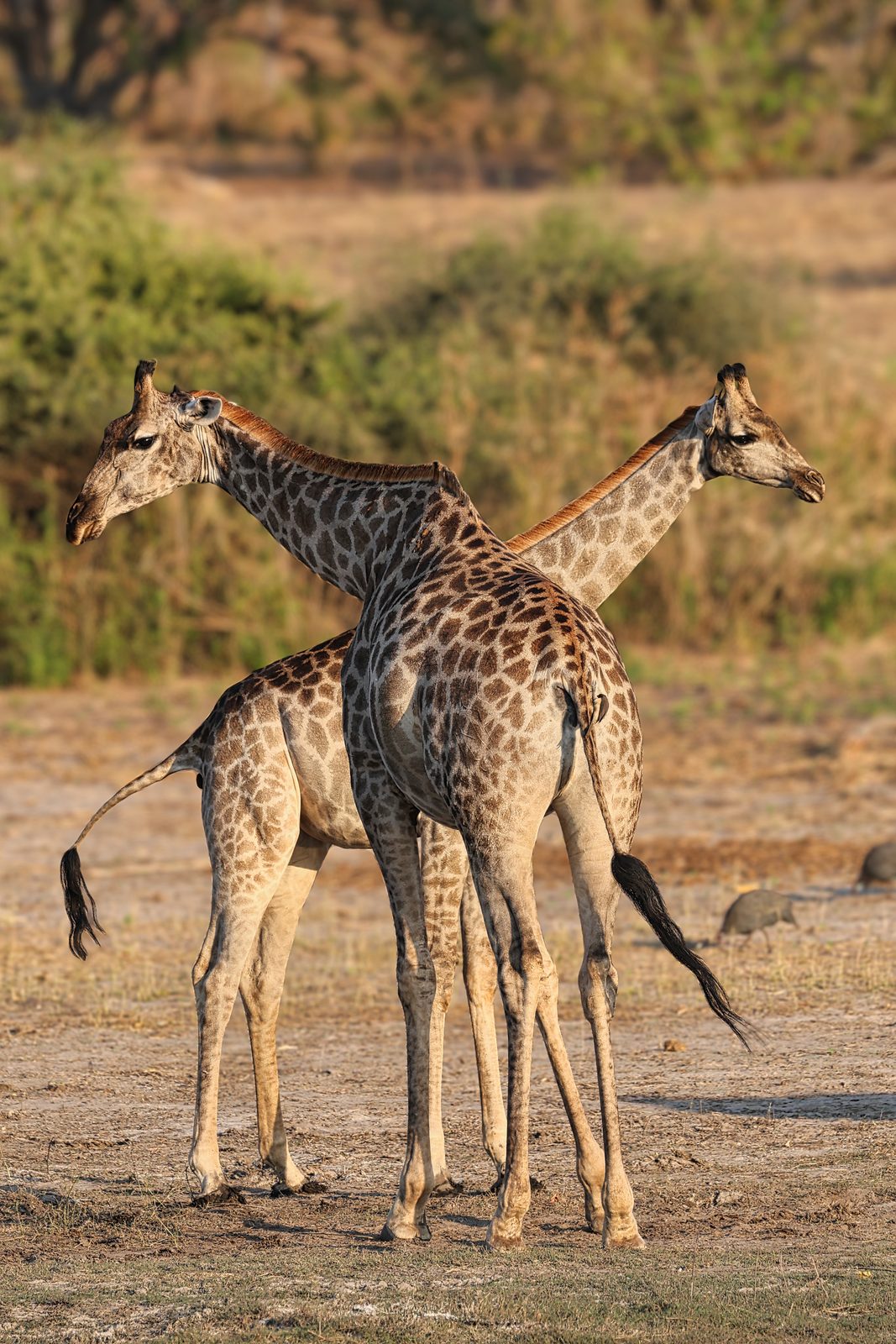 Giraffes, necks crossed, sparring, Botswana