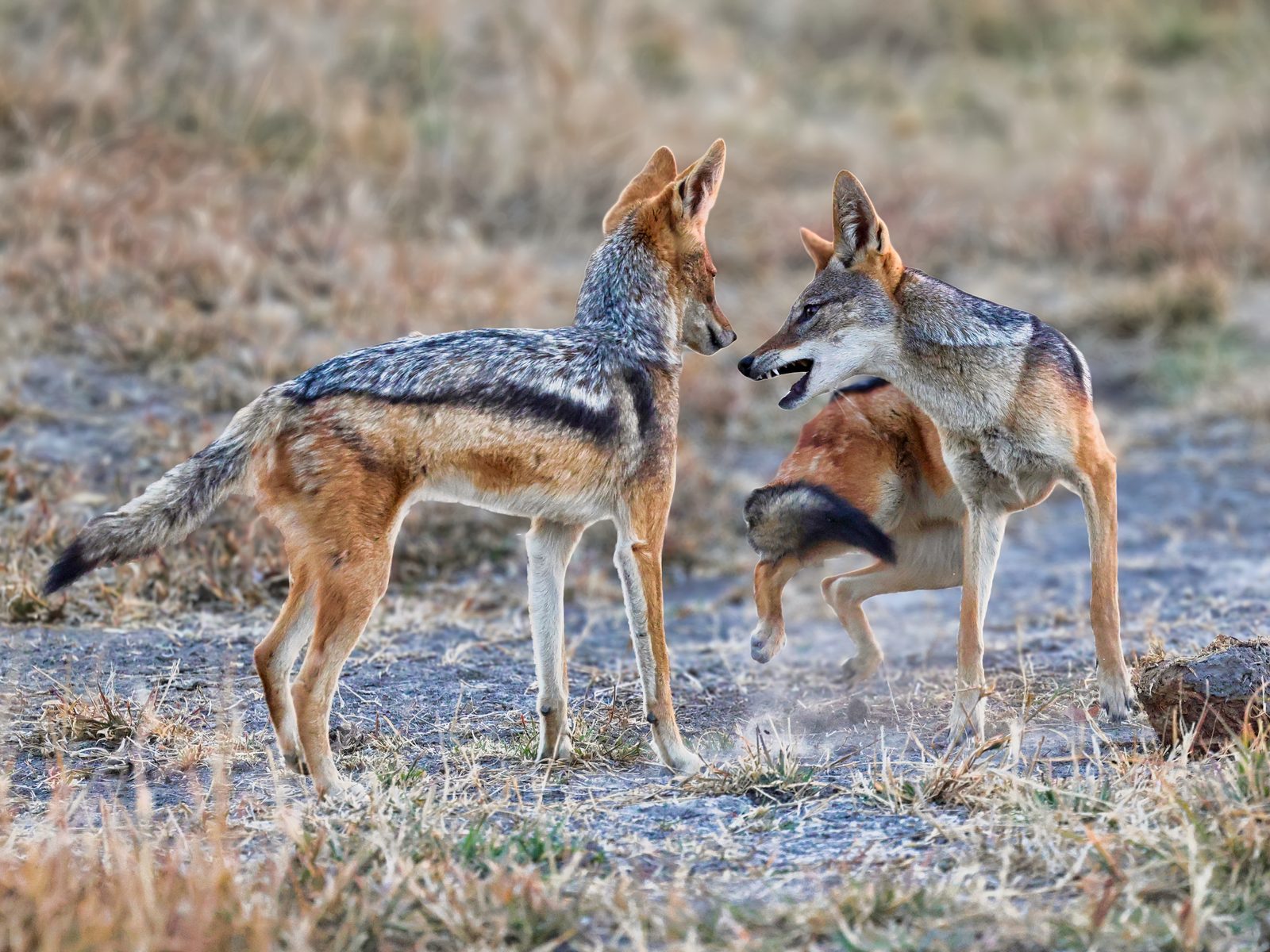 Black-backed jackals, confrontation, Botswana