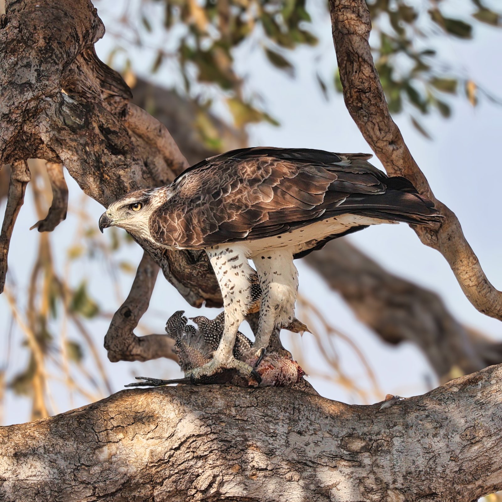 Martial eagle mantled over prey, Botswana