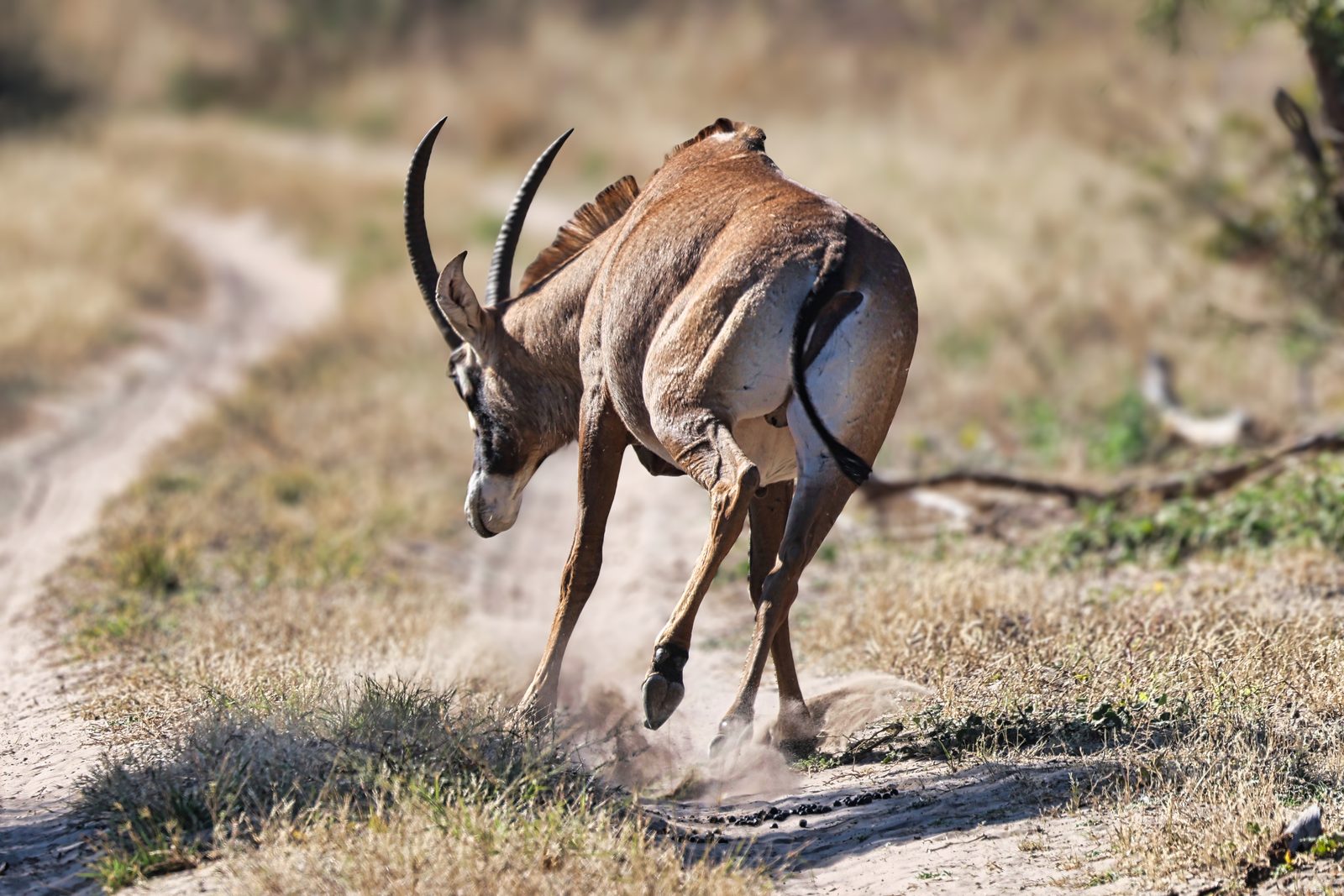 Roan antelope running, dust kick, Botswana