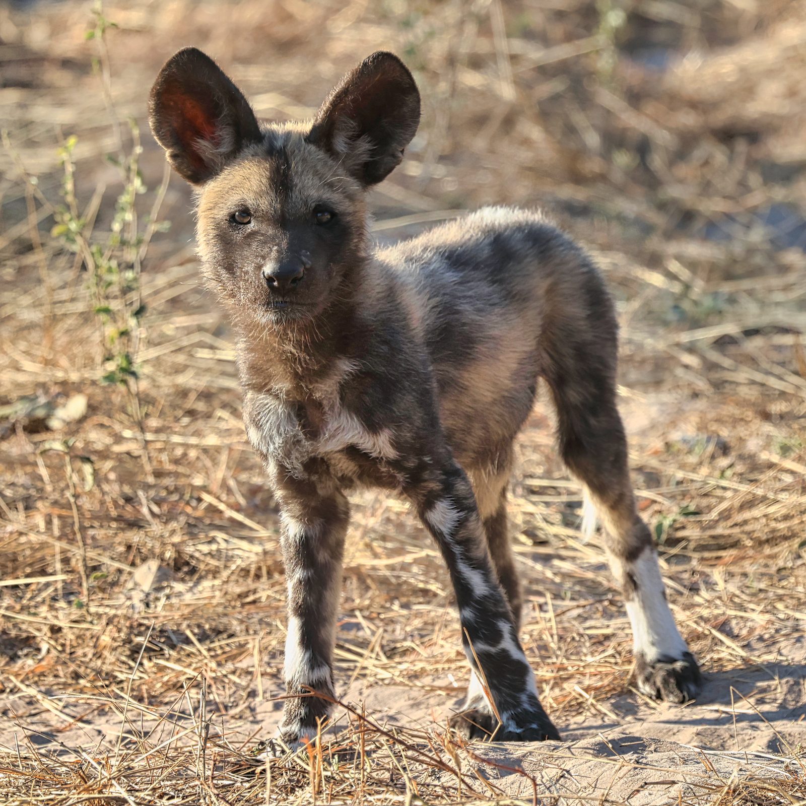 Wild dog pup, solo portrait, Botswana
