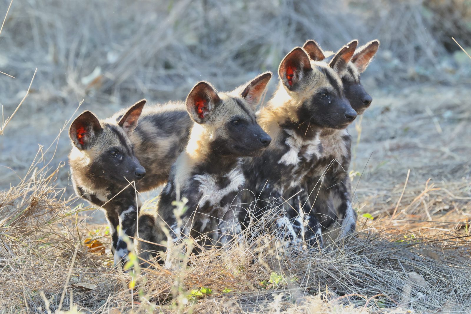Wild dog pups, four alert, Botswana