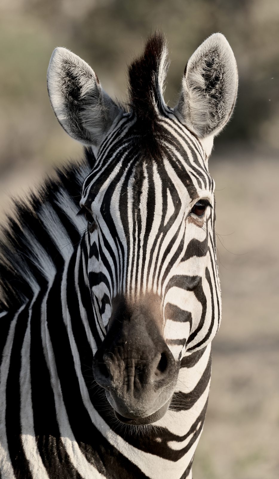 Zebra, frontal portrait, backlit, Botswana