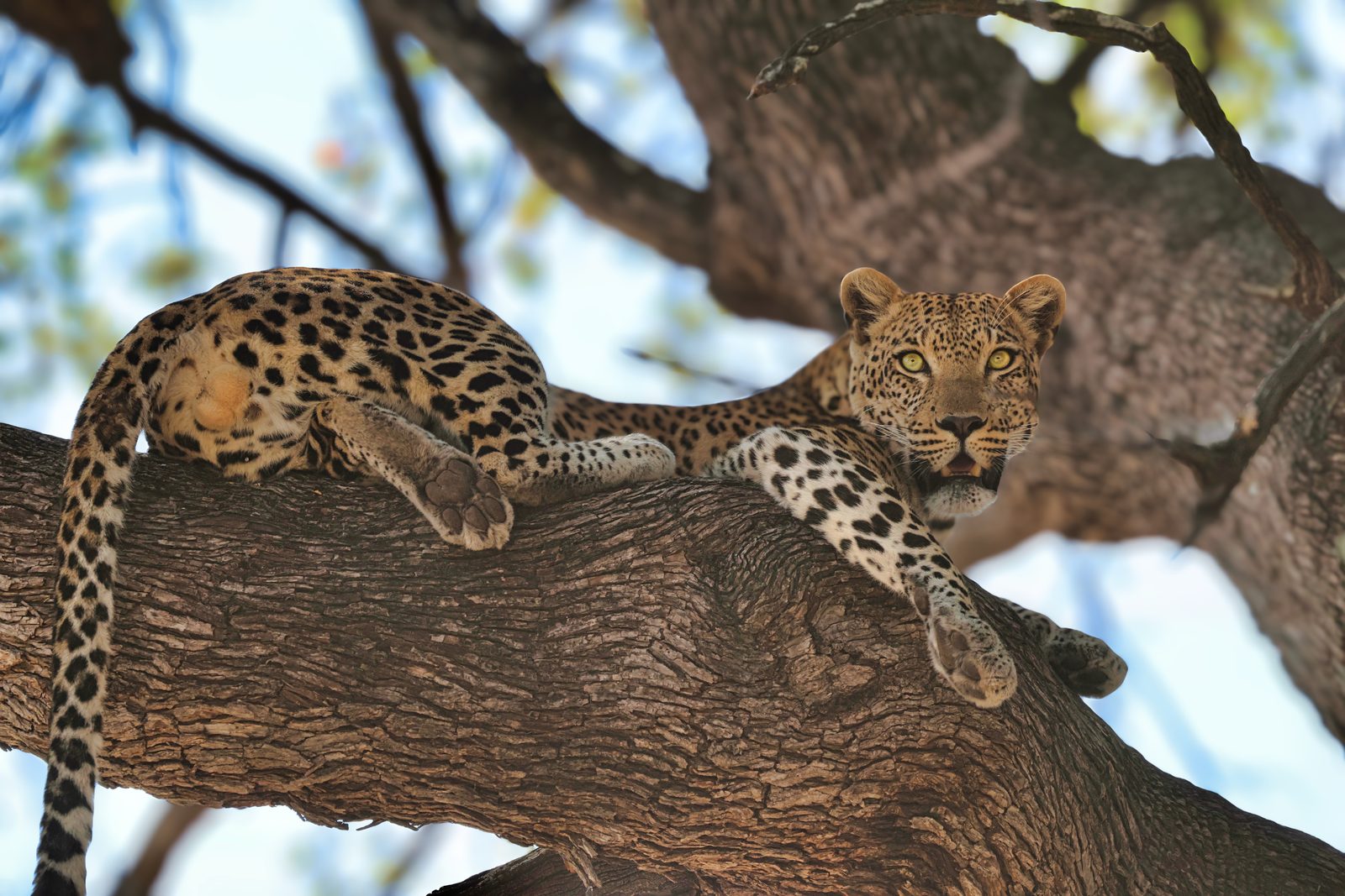 Leopard draped across branches, Botswana