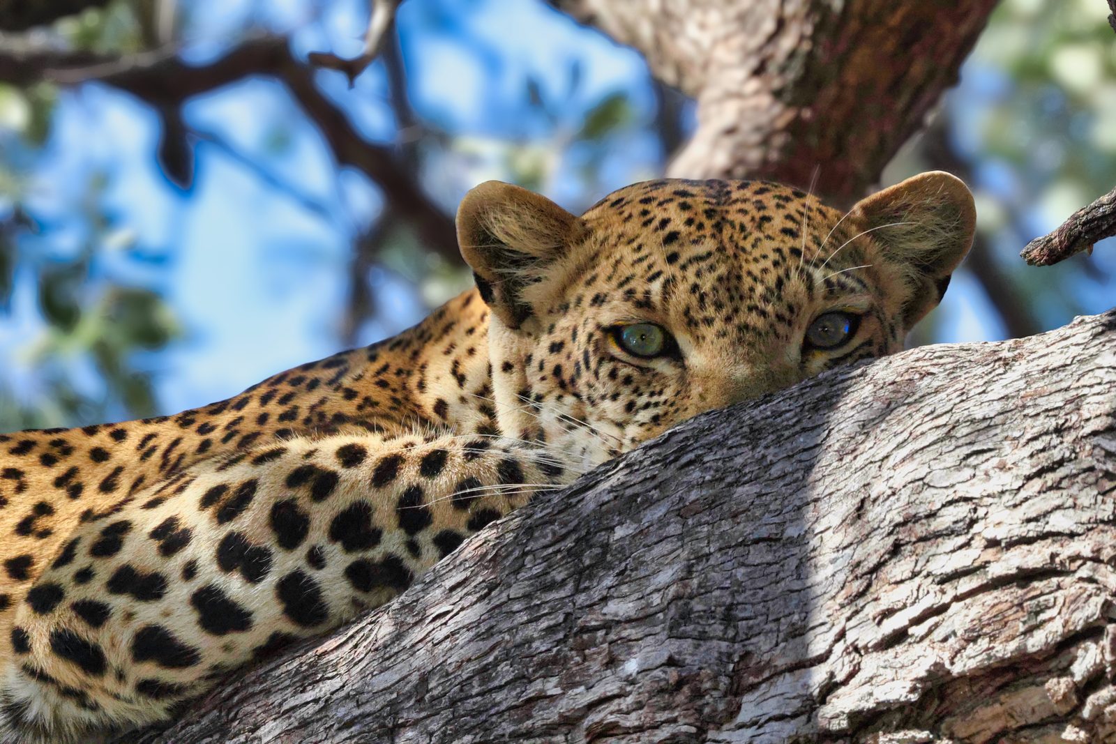 Leopard eyes over trunk, Botswana