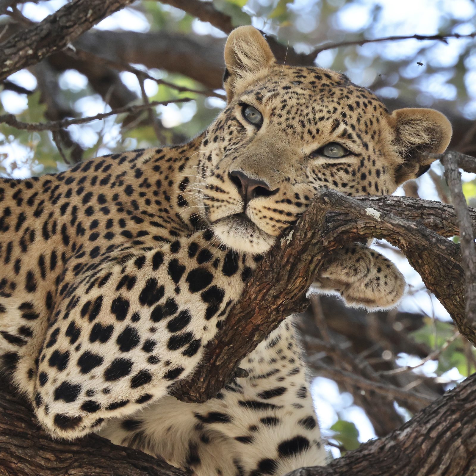 Leopard portrait, branch close-up, Botswana