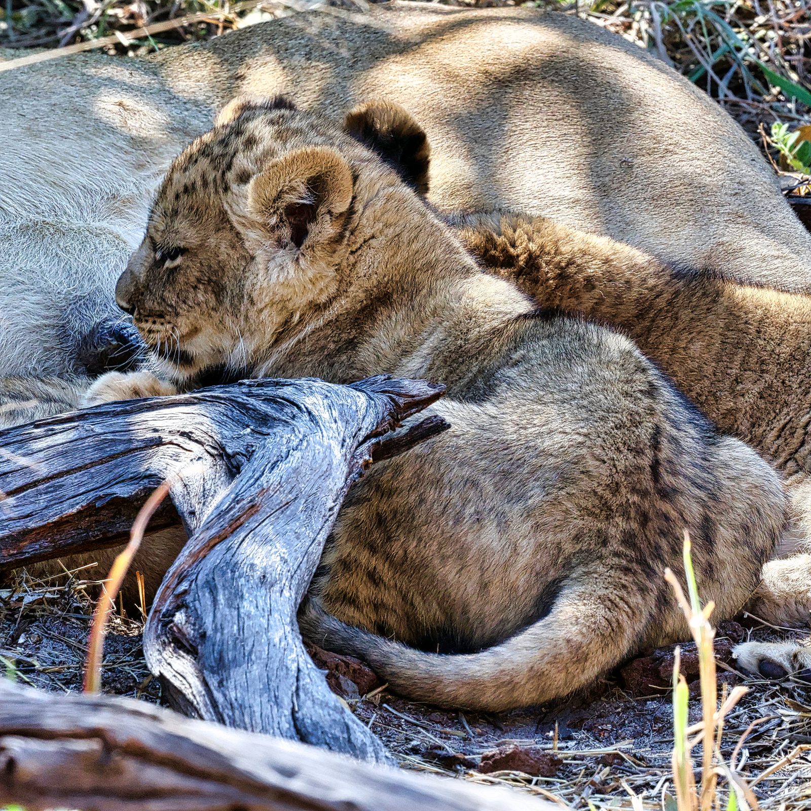 Lion cub, curled beside a fallen branch, Botswana