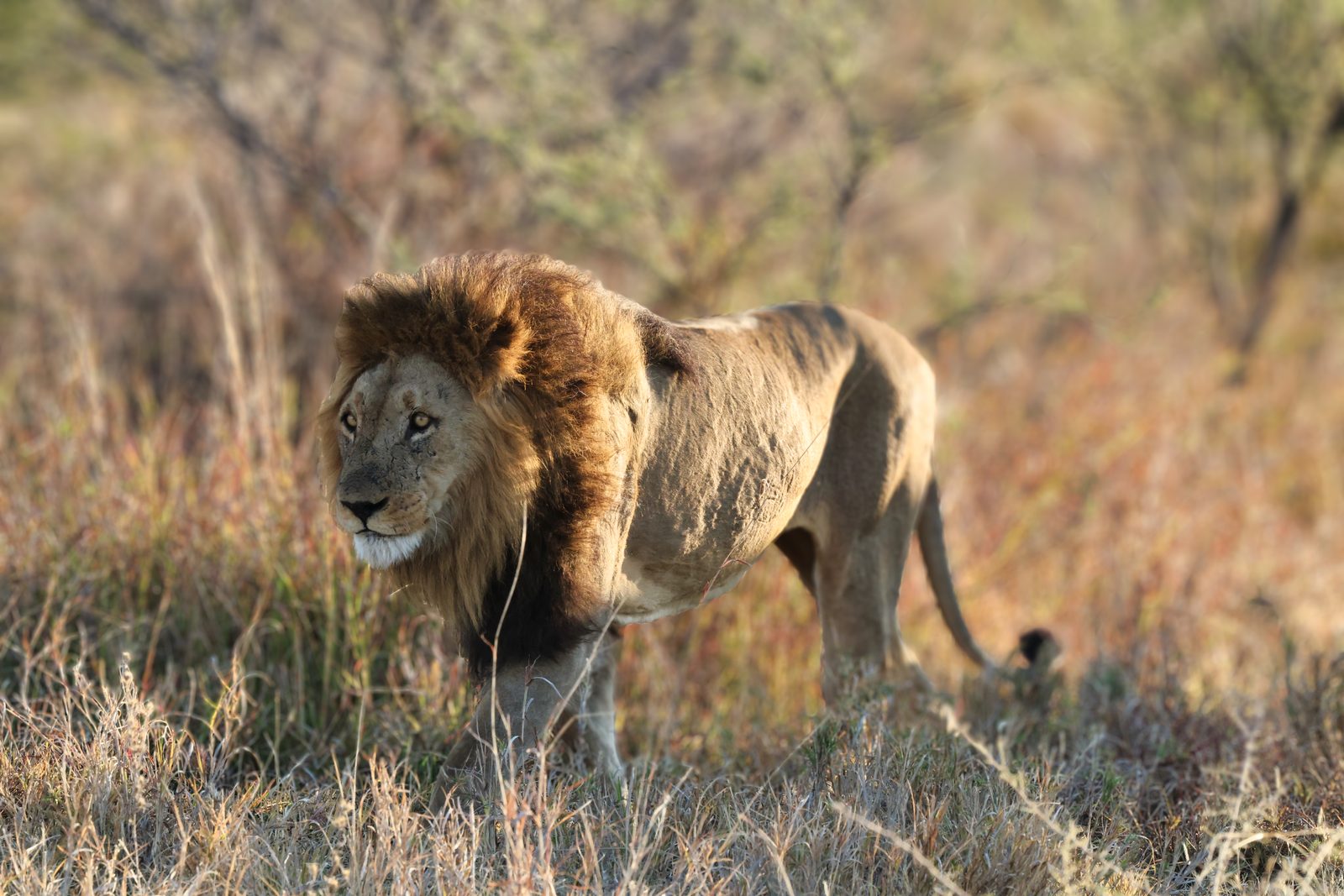 Male lion, walking, full profile, Botswana