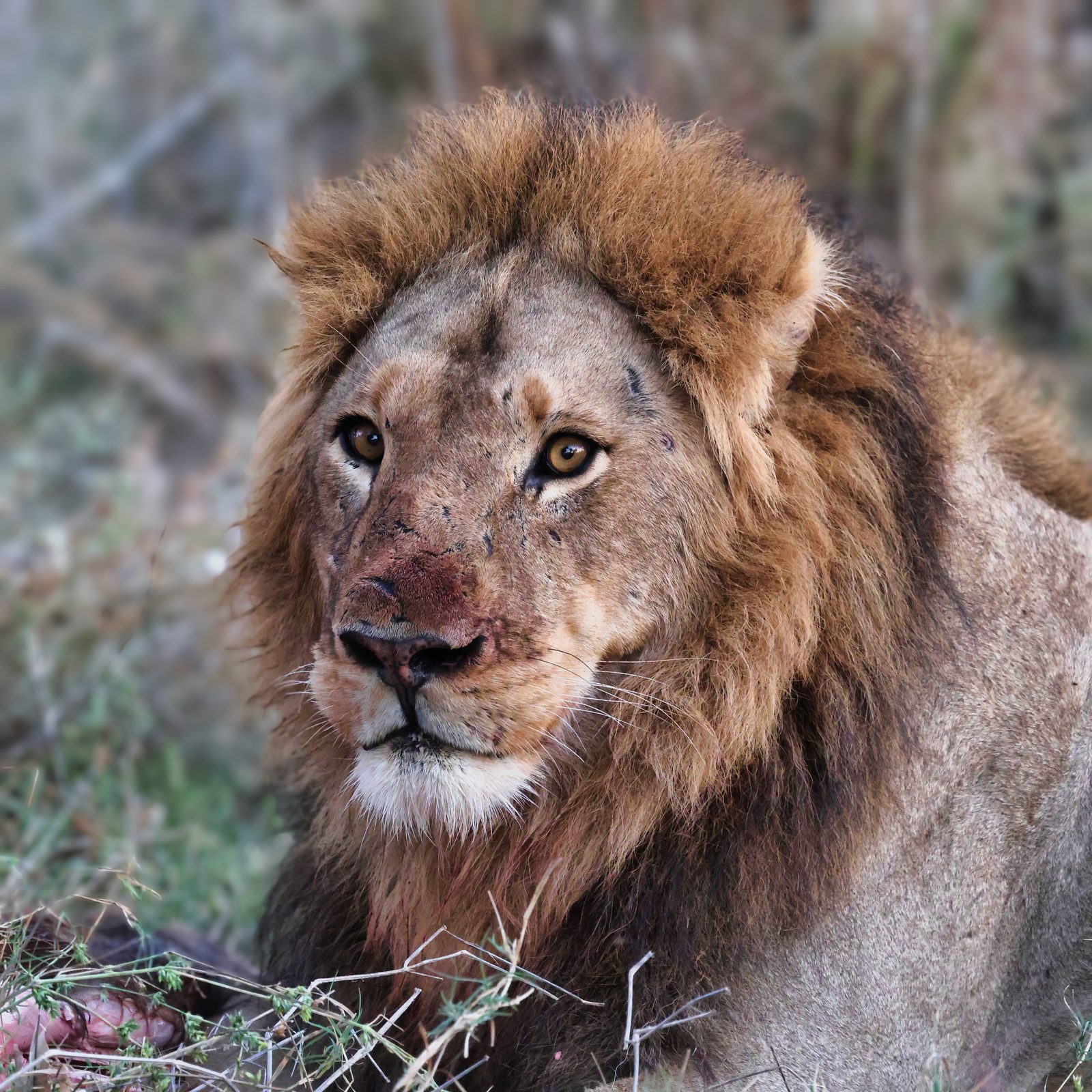 Male lion portrait, blood on face after a kill, Botswana