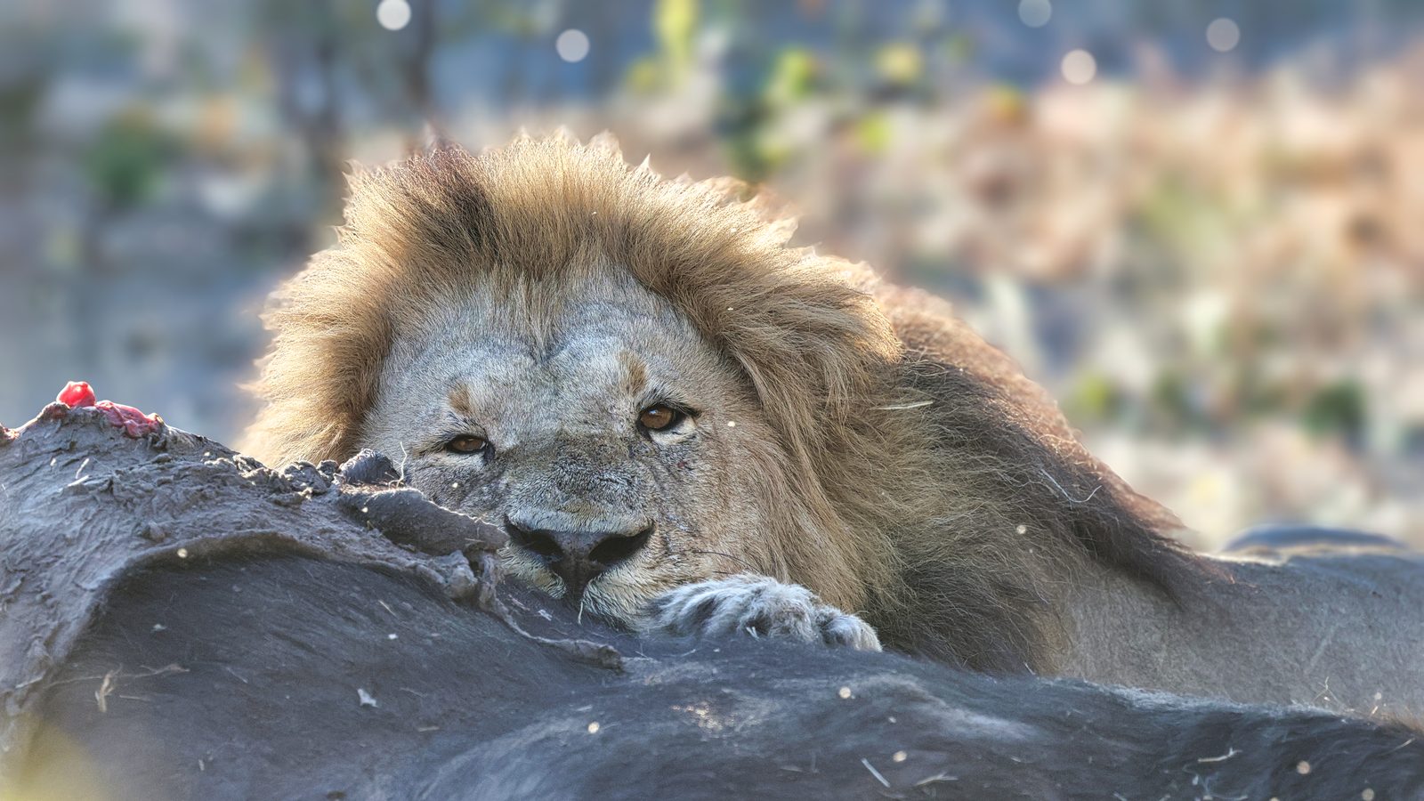 Male lion resting on carcass, Botswana