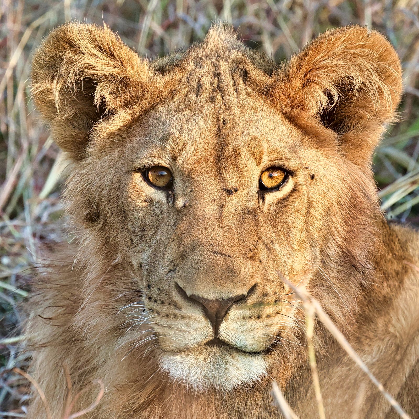 Lion sub-adult portrait, direct gaze, Botswana