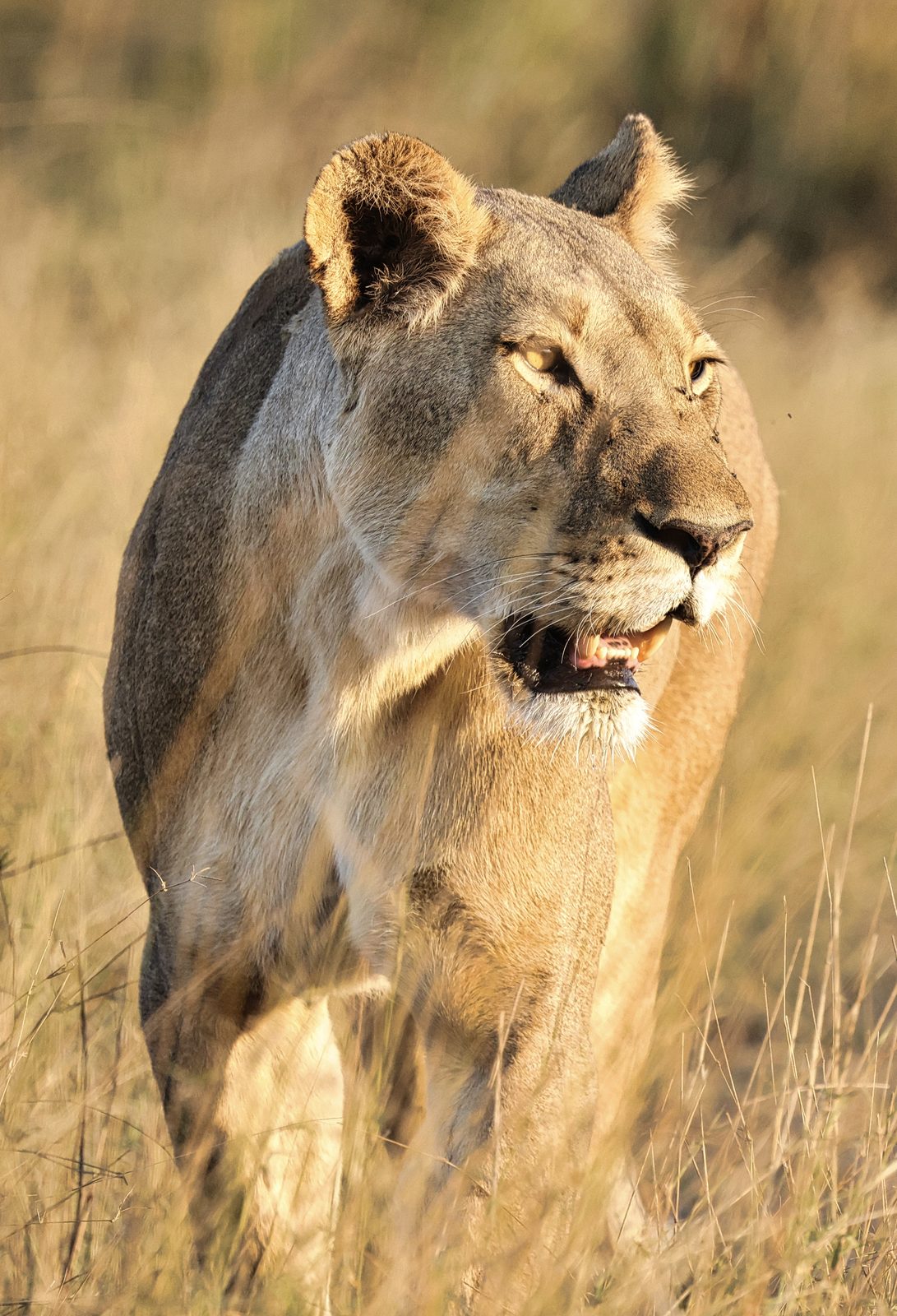 Lioness, portrait, walking toward camera, Botswana